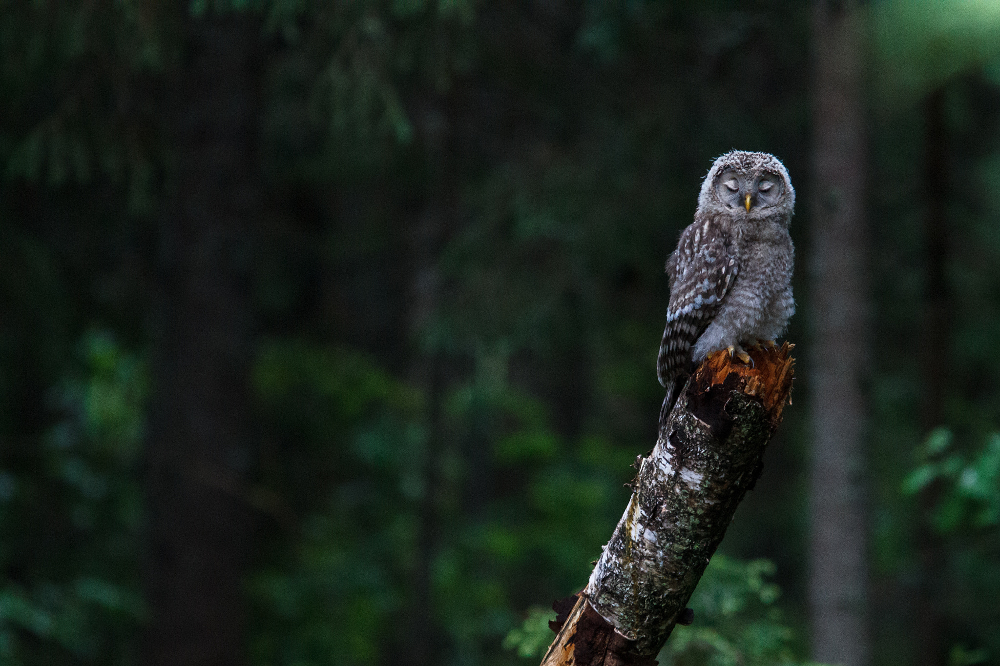 Canon EF 300mm F4L IS USM sample photo. Nap for young owly photography