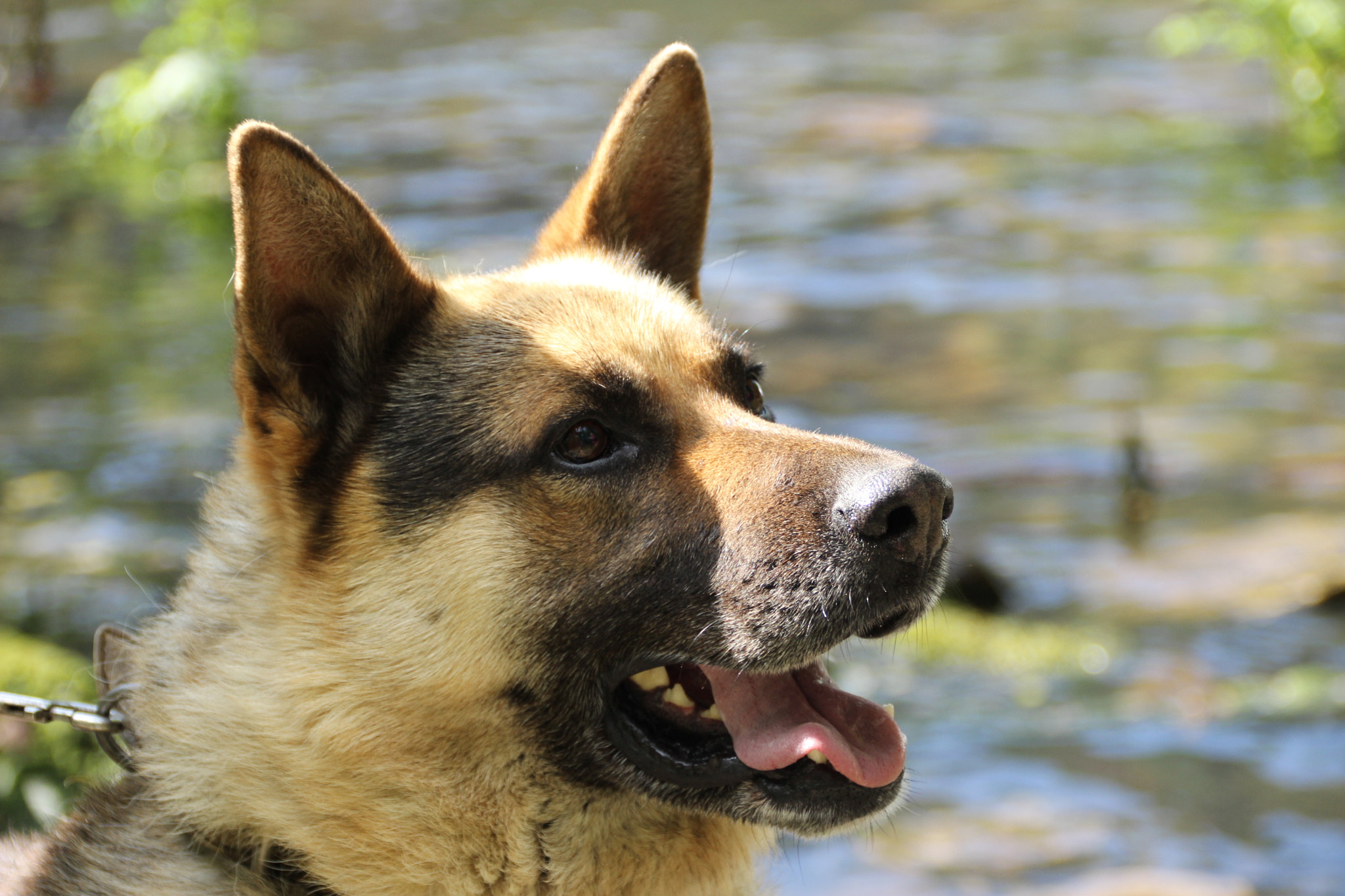 Canon EF 75-300mm F4.0-5.6 IS USM sample photo