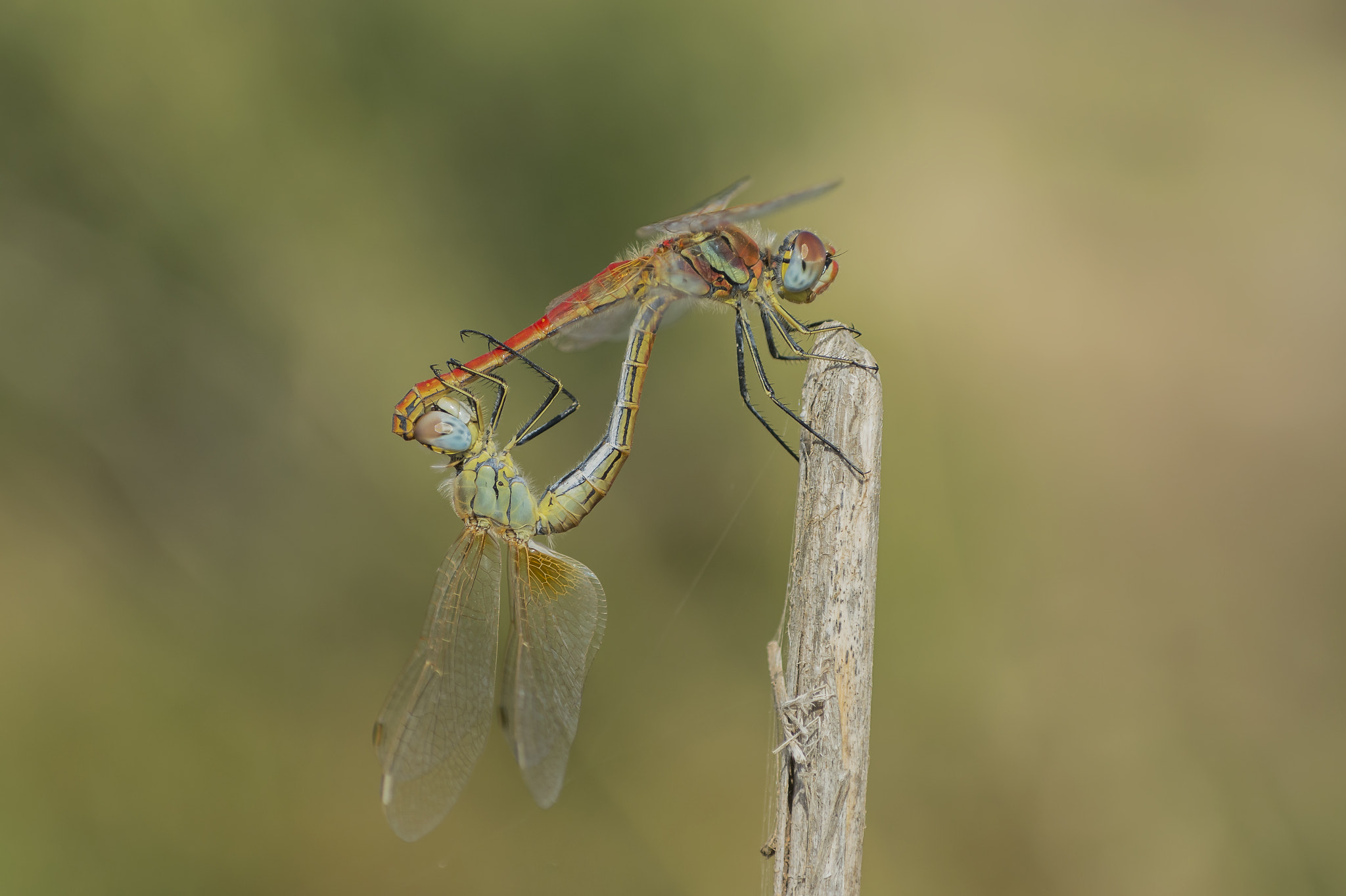 Nikon D7100 + AF Micro-Nikkor 60mm f/2.8 sample photo. Fall love photography