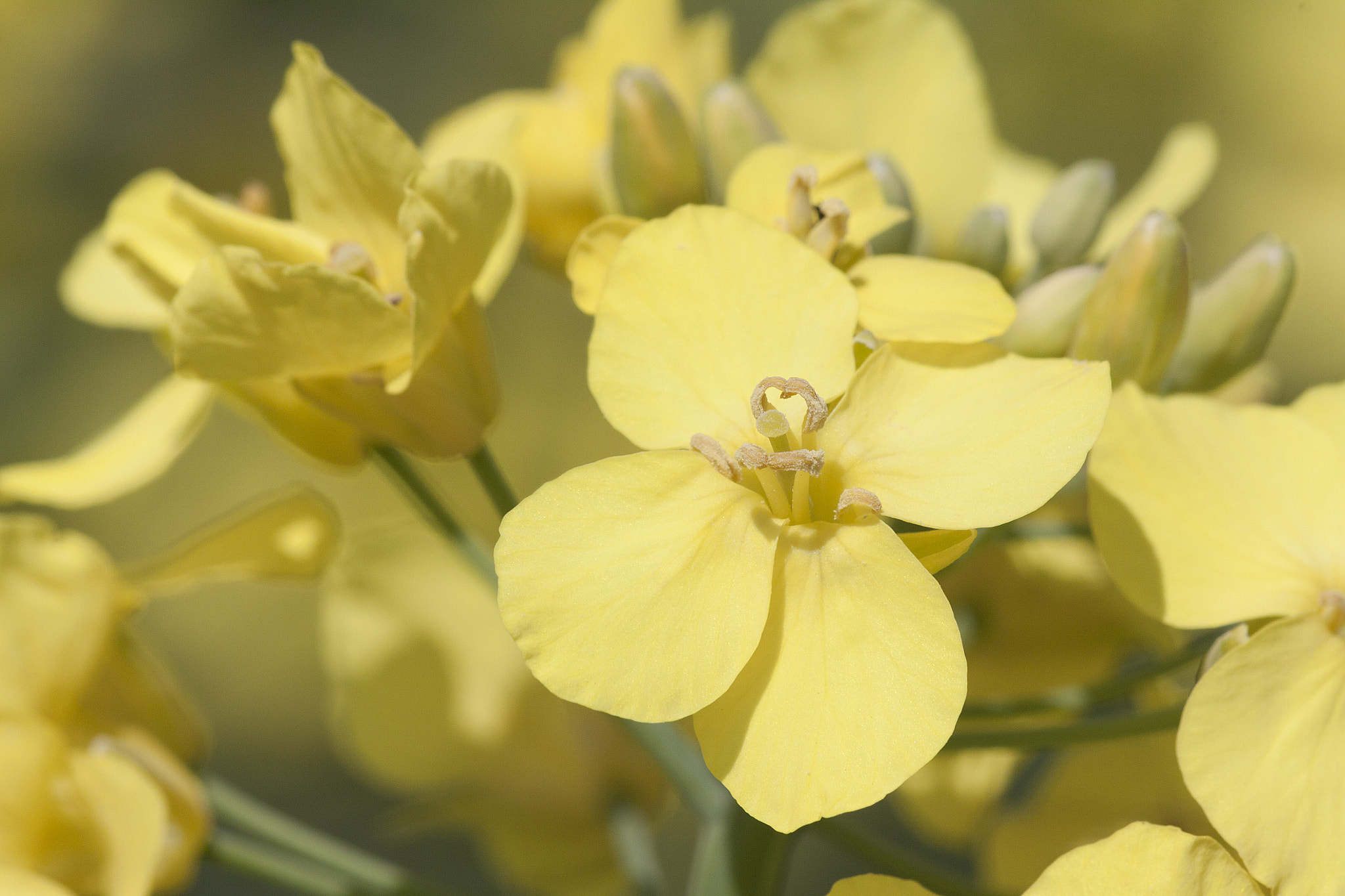 Canon EF 180mm F3.5L Macro USM sample photo. Rape blooming photography