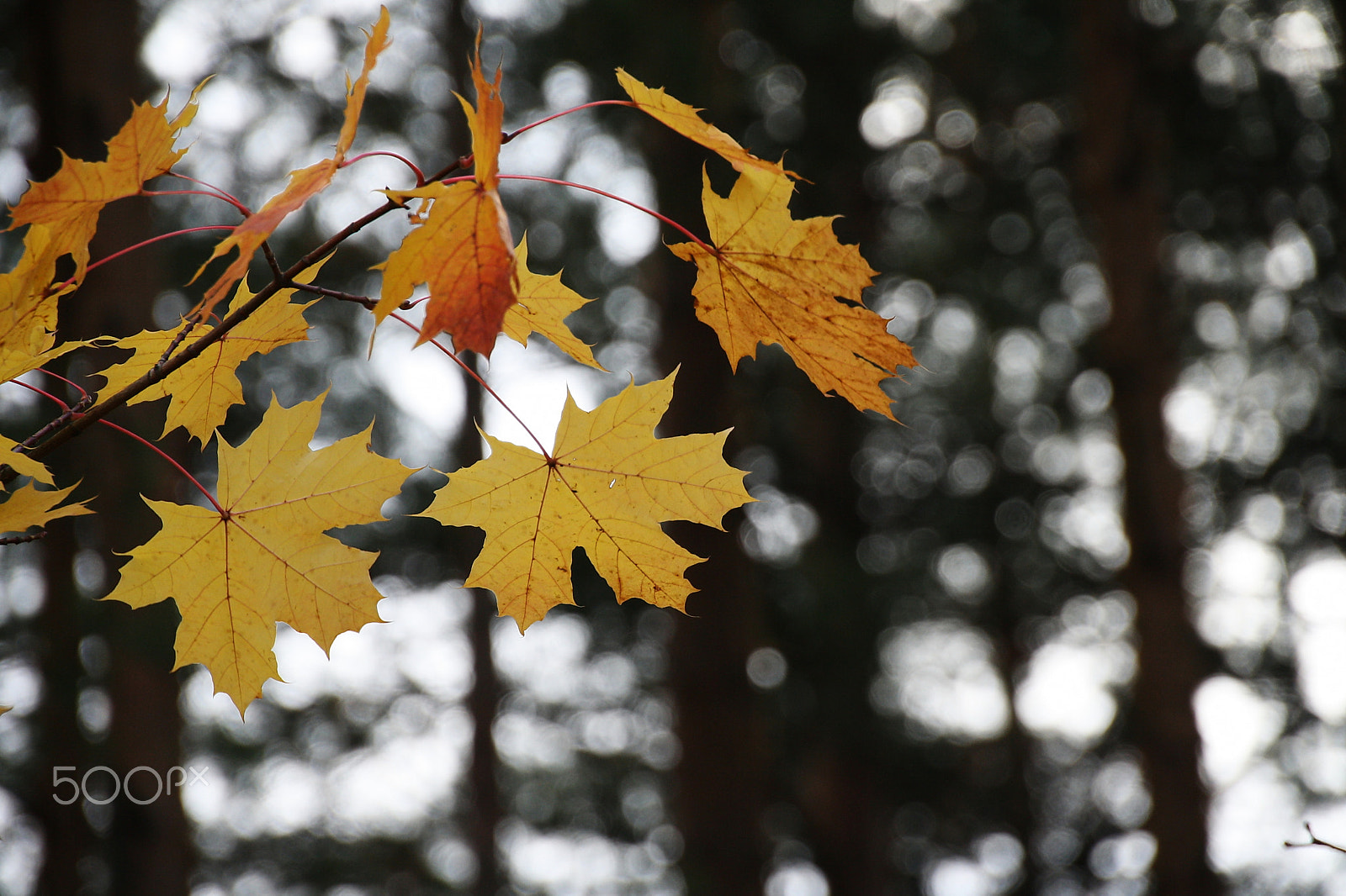 Canon EOS 1000D (EOS Digital Rebel XS / EOS Kiss F) sample photo. Autumn maple leaves photography