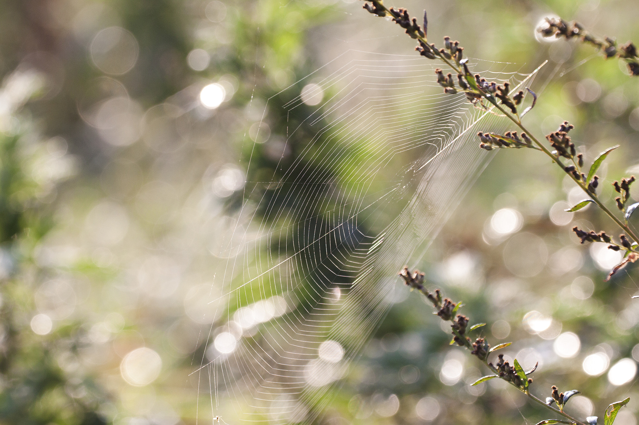 Canon EF 180mm F3.5L Macro USM sample photo. Spider-web caught mornings lights photography