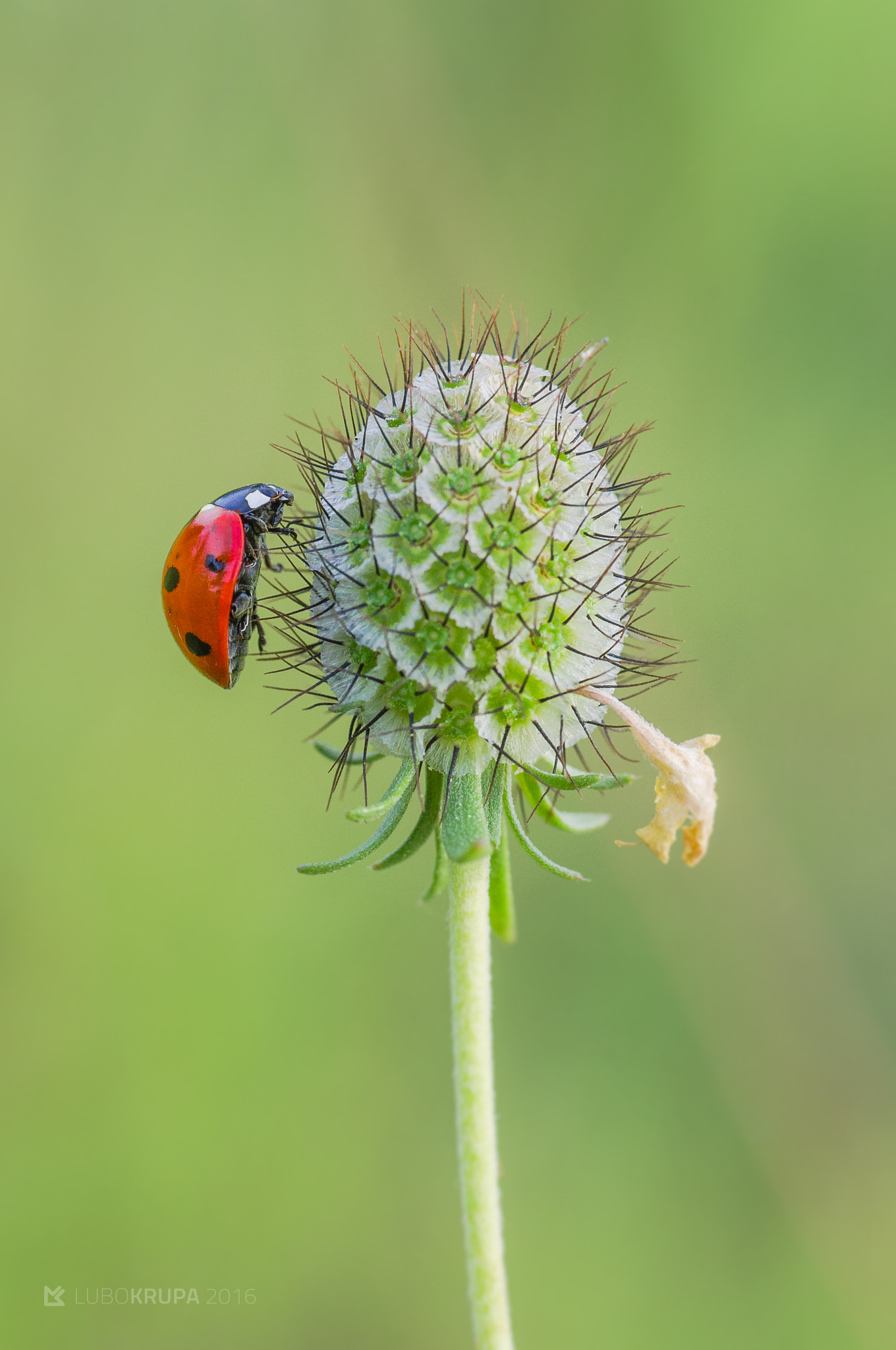 Pentax K-r sample photo. Coccinella septempunctata photography