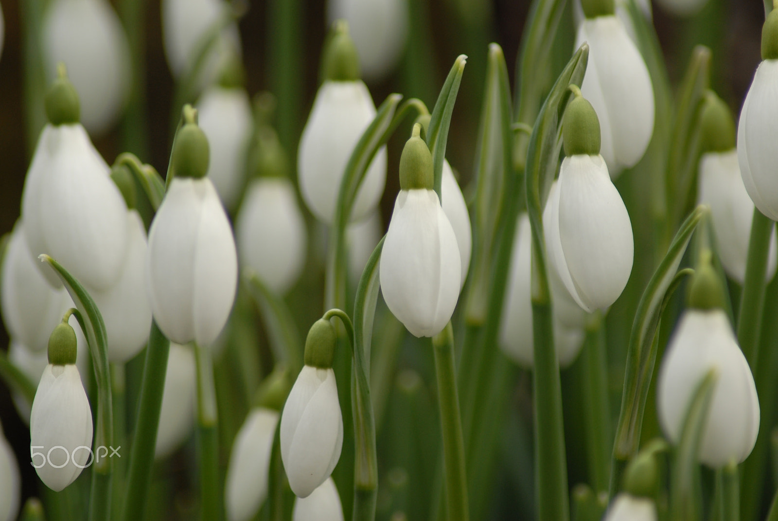 Nikon D200 + AF Zoom-Nikkor 70-300mm f/4-5.6D ED sample photo. Hanging bells photography