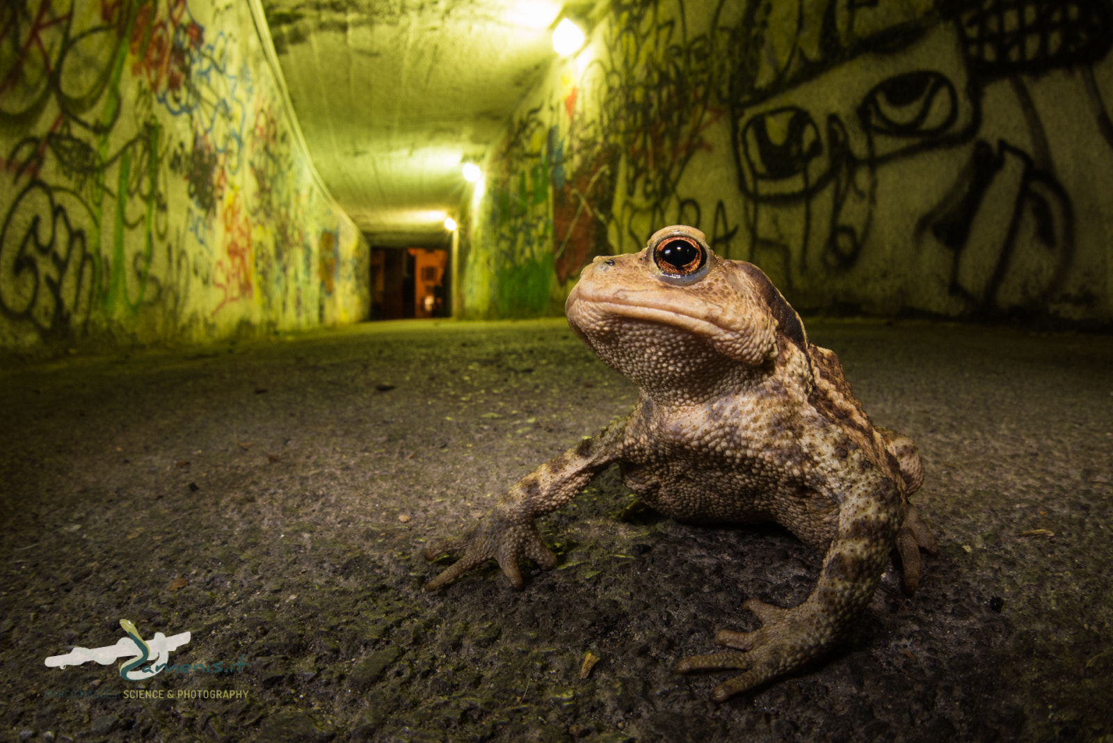 Nikon D810 + Sigma 15mm F2.8 EX DG Diagonal Fisheye sample photo. Boss of the neighborhood. common toad (bufo bufo) photography