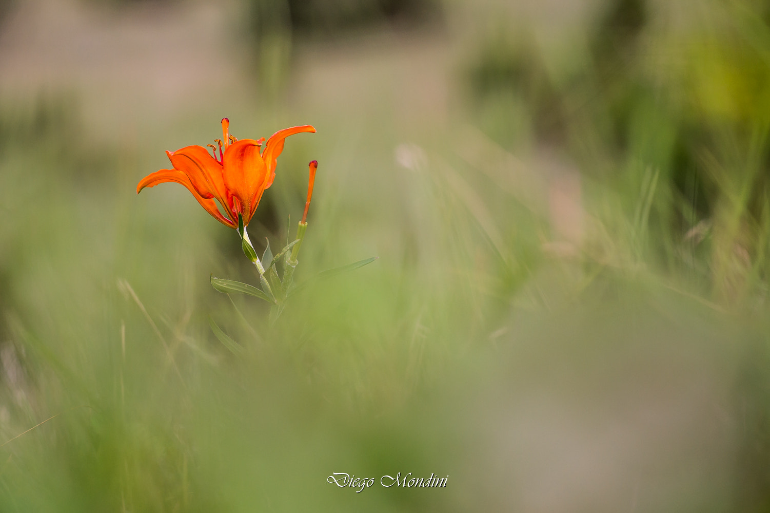 Nikon D4 + Sigma 150mm F2.8 EX DG Macro HSM sample photo. Il grande fiore arancione di montagna photography