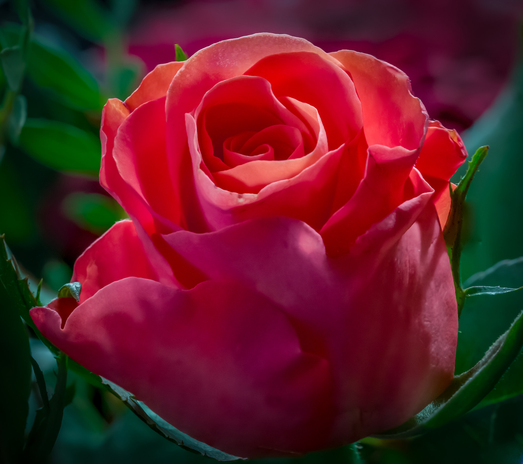 Sony SLT-A58 + 105mm F2.8 sample photo. Roos photography