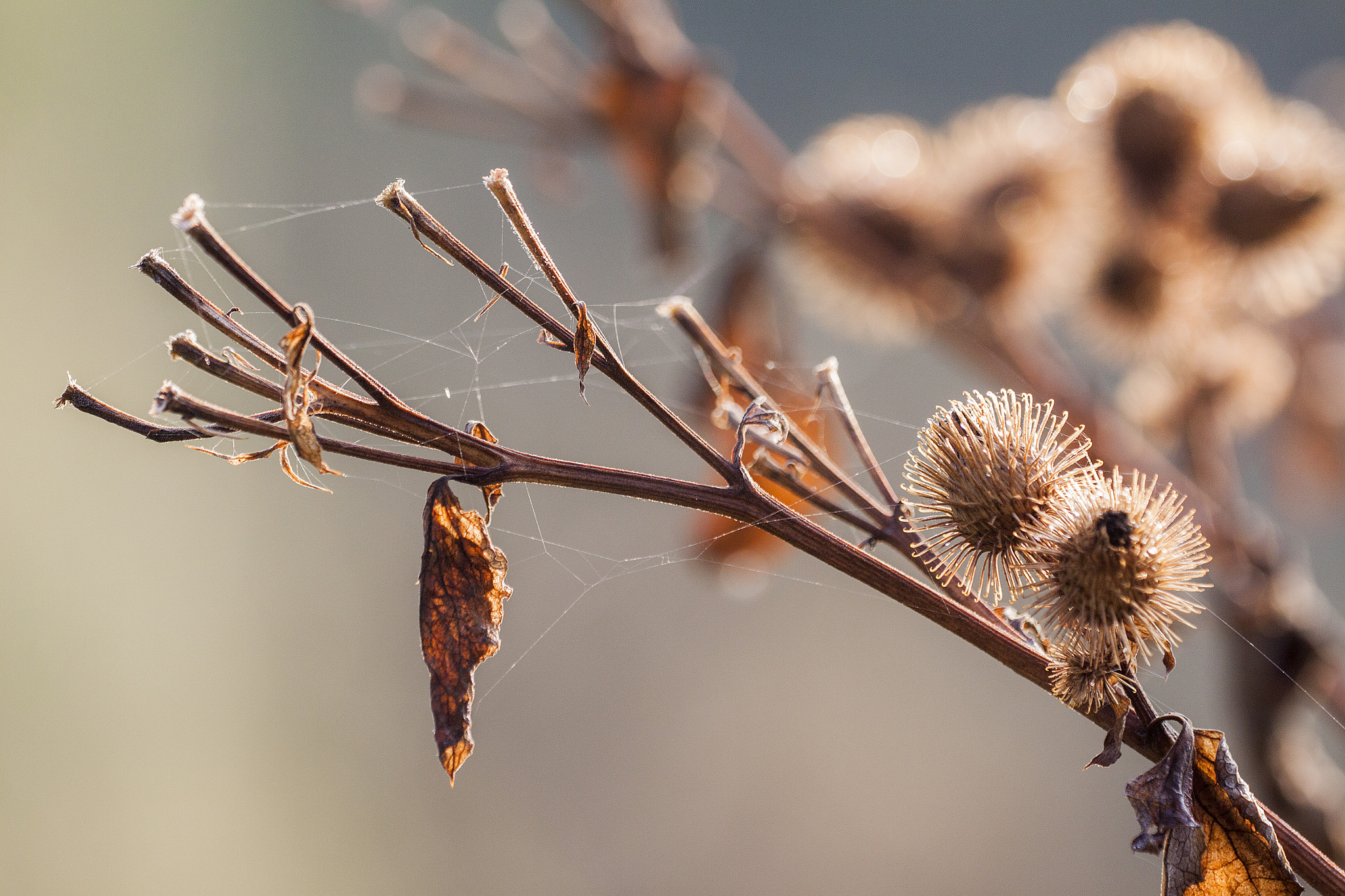 Canon EF 180mm F3.5L Macro USM sample photo. In the autumn's lattice photography