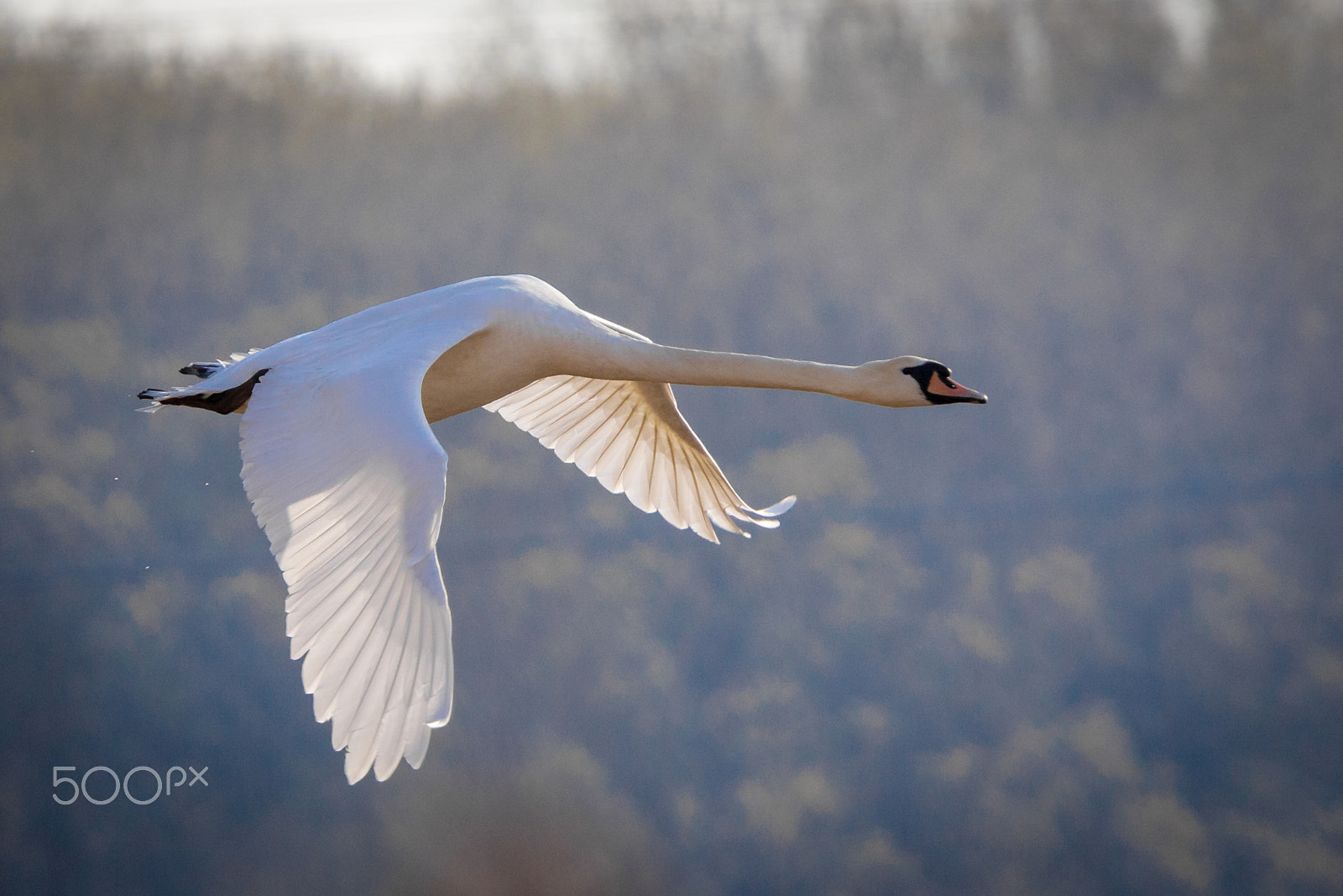 Canon EF 300mm F2.8L IS USM sample photo. Swan flying low photography