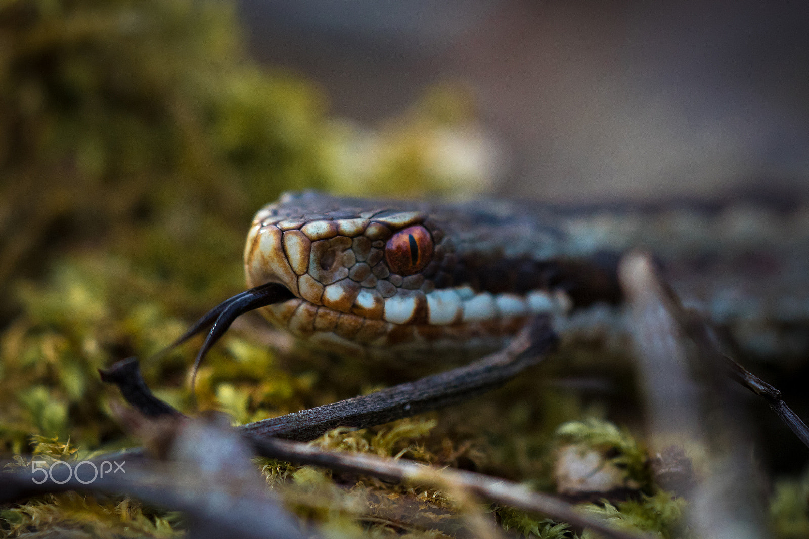 Canon EF 180mm F3.5L Macro USM sample photo. Hunting adder photography