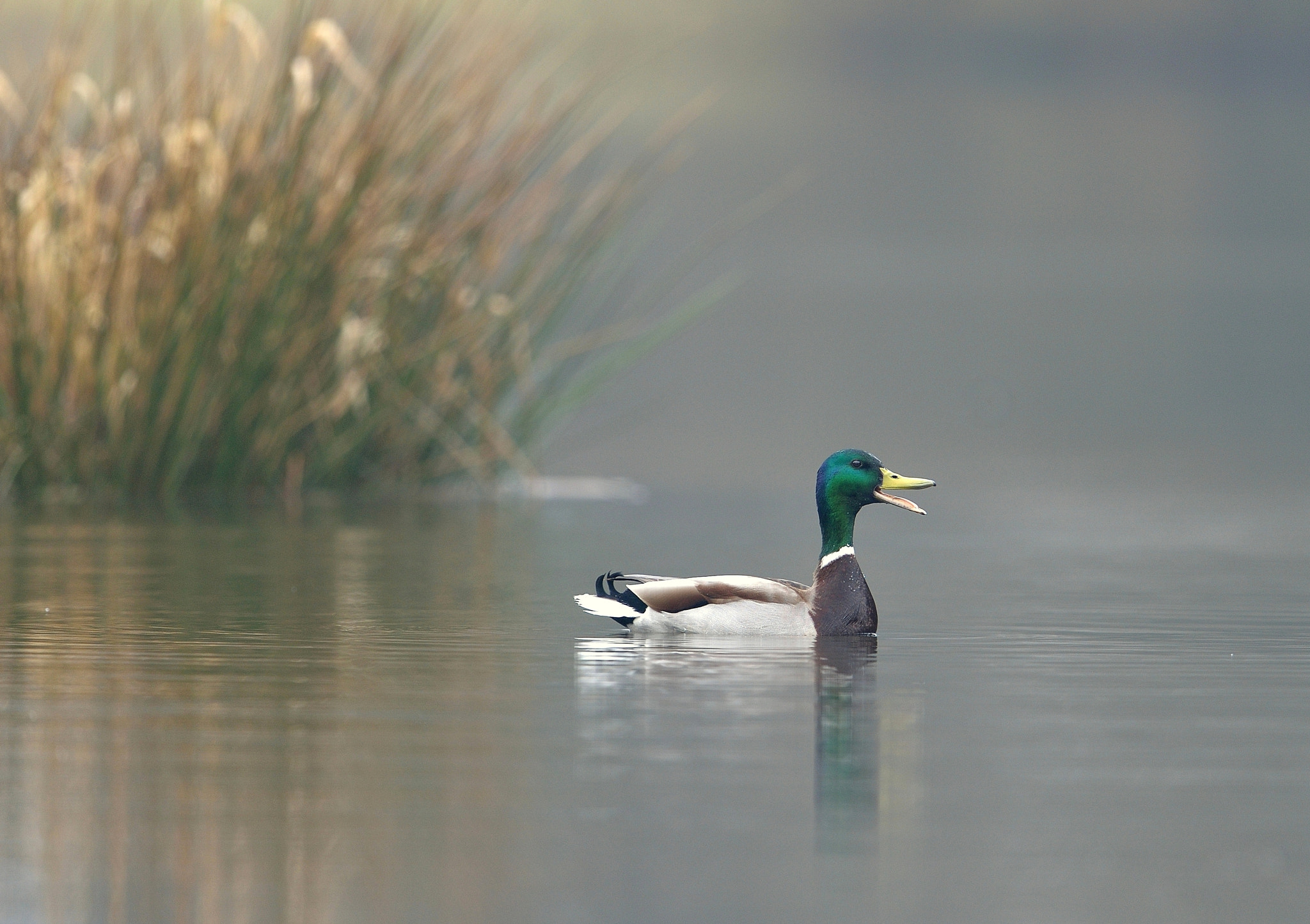 Nikon D610 + Nikon AF-S Nikkor 600mm F4G ED VR sample photo. Canard colvert photography