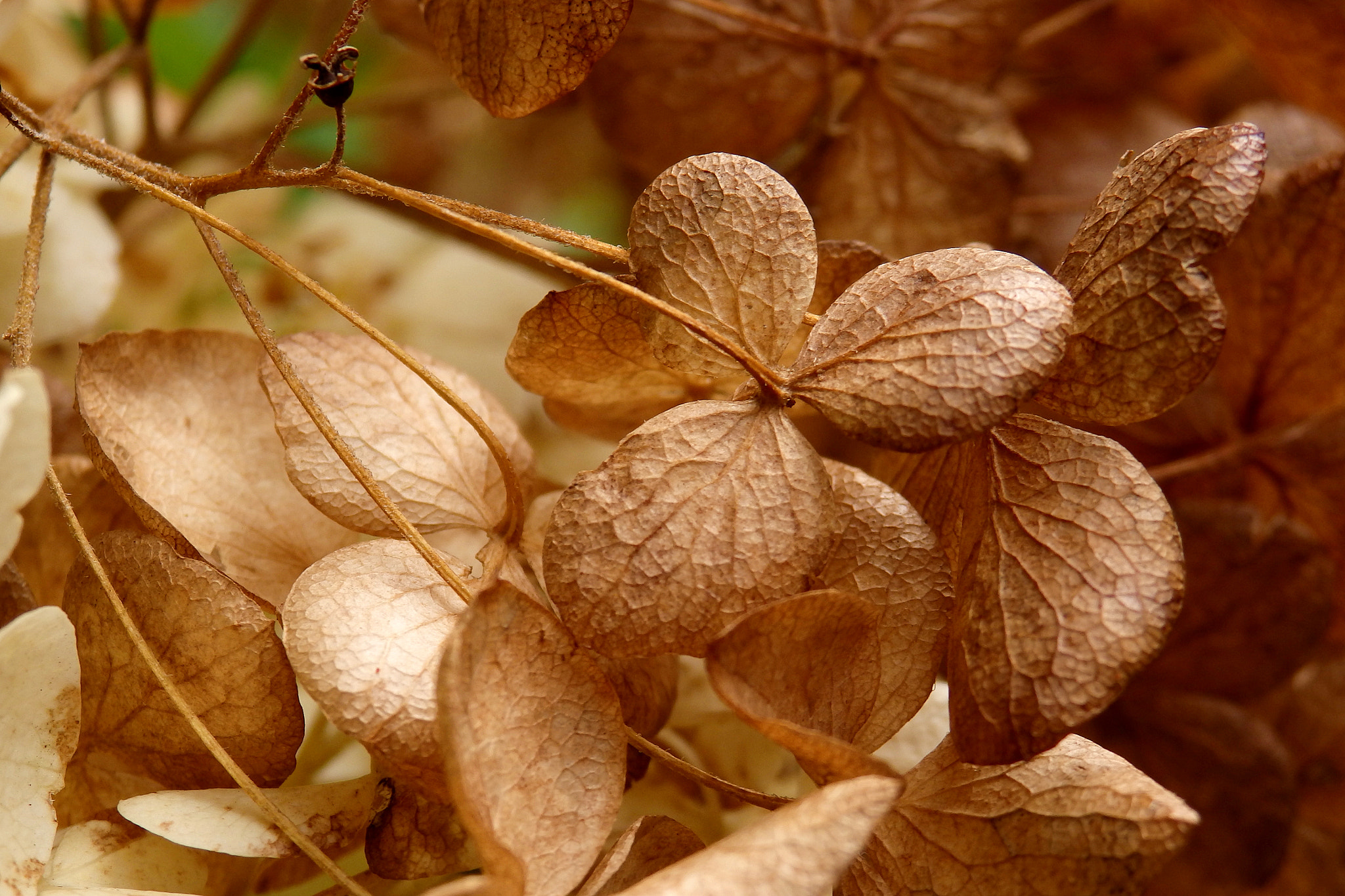 Olympus SZ-17 sample photo. Hydrangea 17 photography