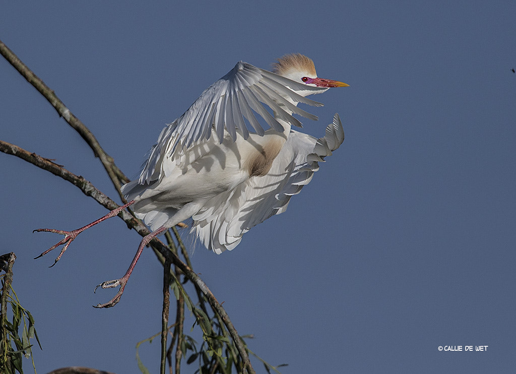 Nikon D4 sample photo. Another funky chicken photography