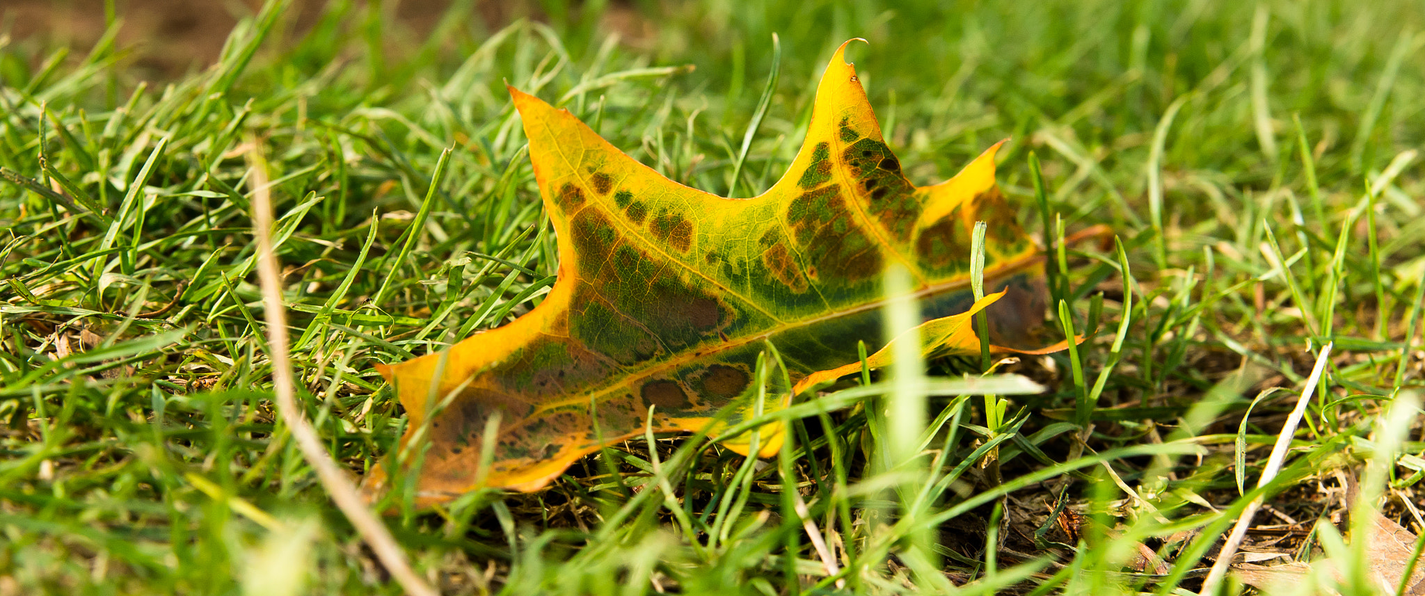 Pentax K-5 II + Tamron AF 28-75mm F2.8 XR Di LD Aspherical (IF) sample photo. The fallen leaf photography