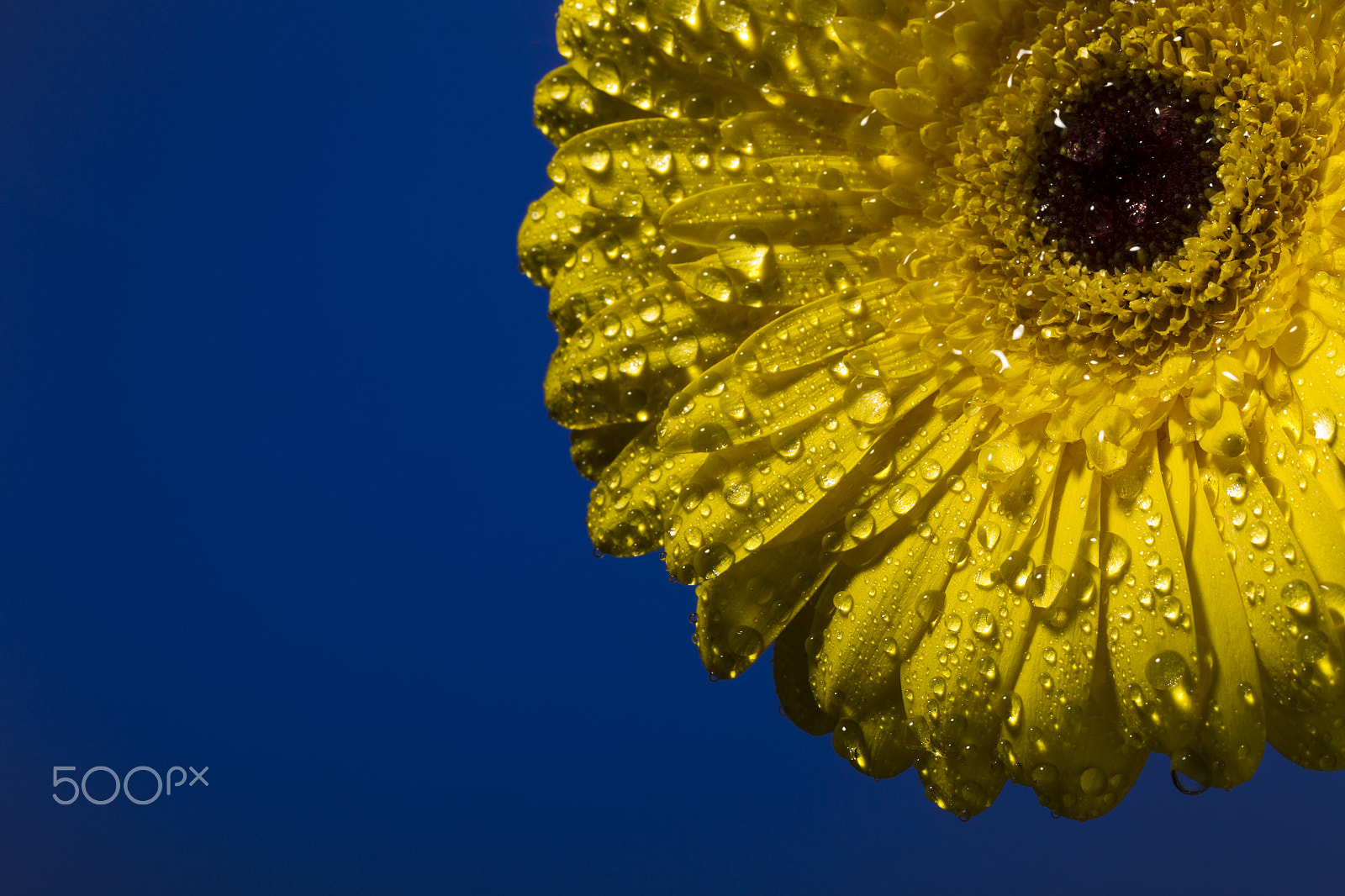 Canon EOS-1D Mark IV sample photo. Yellow gerber with drops of water on a colorful background photography