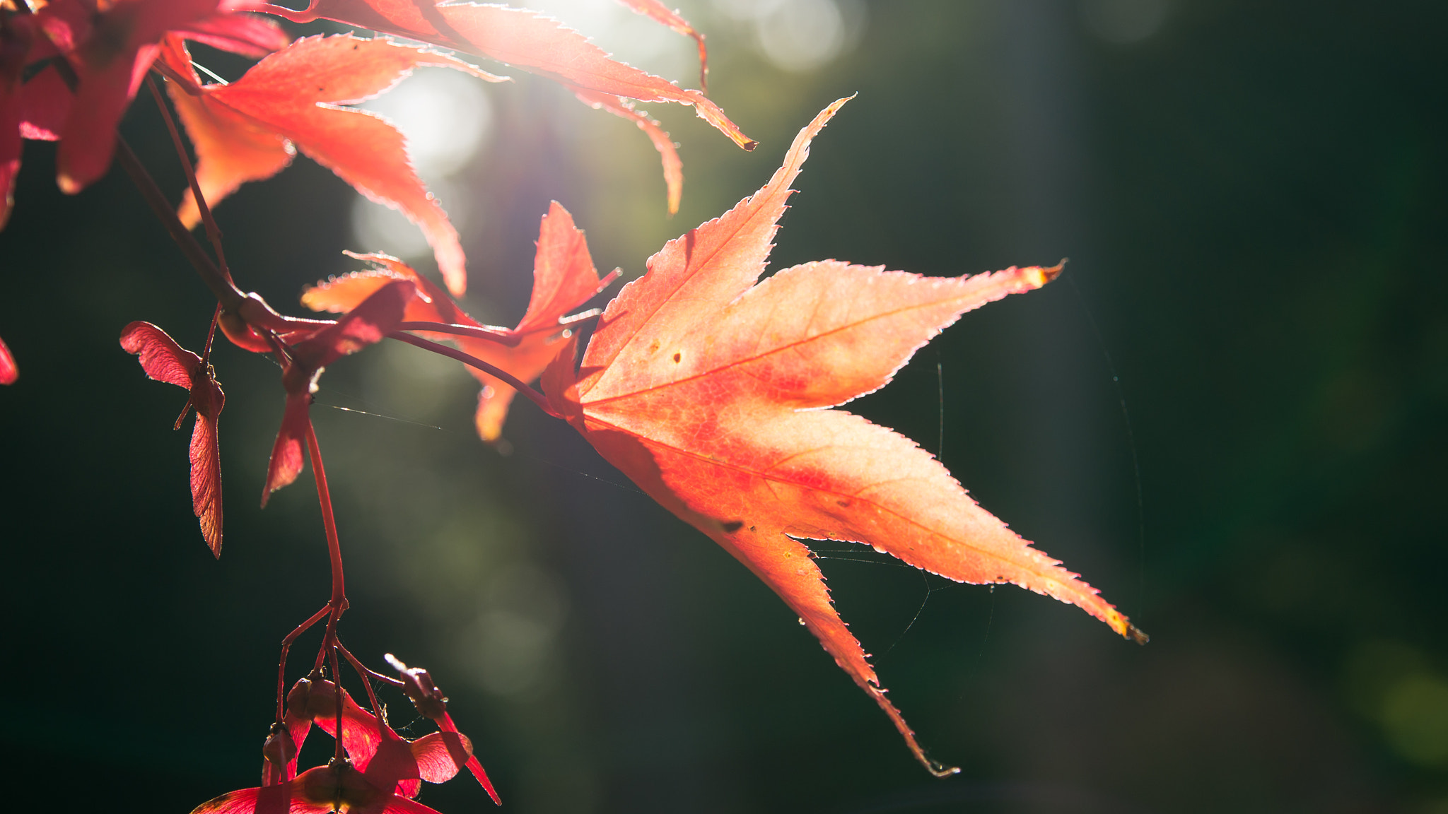 Pentax K-5 II + Tamron AF 28-75mm F2.8 XR Di LD Aspherical (IF) sample photo. Acer japonicum 'vitifolium' photography