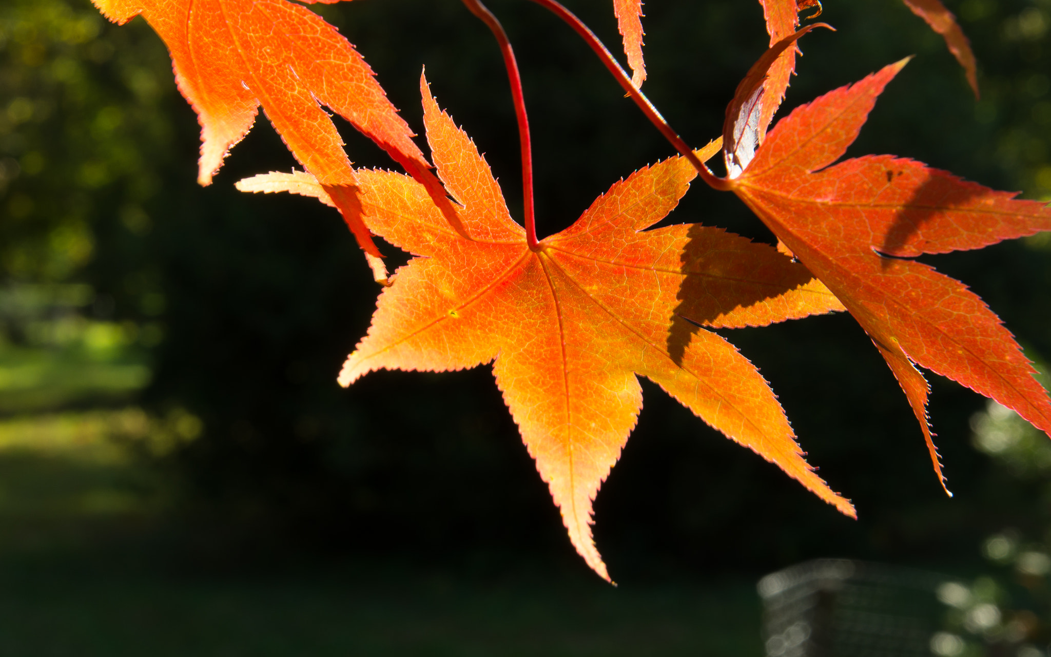 Pentax K-5 II sample photo. Acer japonicum 'vitifolium' photography