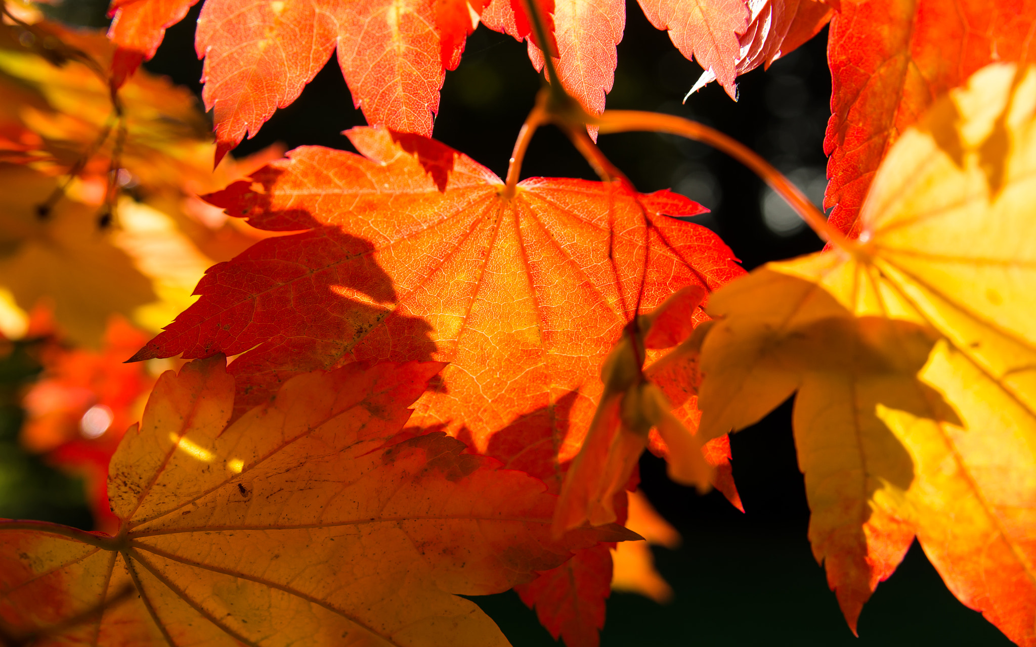 Pentax K-5 II + Tamron AF 28-75mm F2.8 XR Di LD Aspherical (IF) sample photo. Acer japonicum 'vitifolium' photography