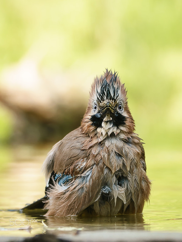 Sony ILCA-77M2 + Tamron SP 150-600mm F5-6.3 Di VC USD sample photo. Where is a mirror? photography