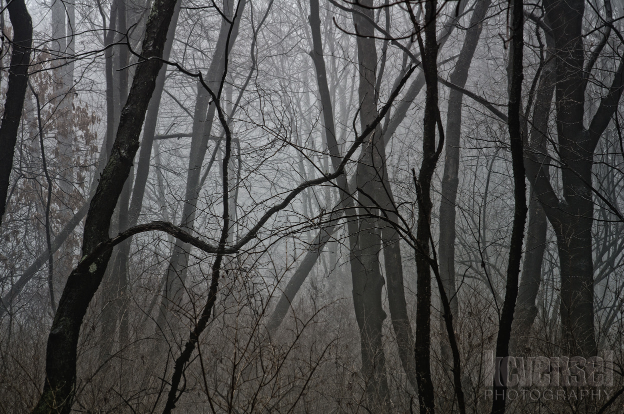 Pentax K-5 II + Sigma sample photo. The fog photography