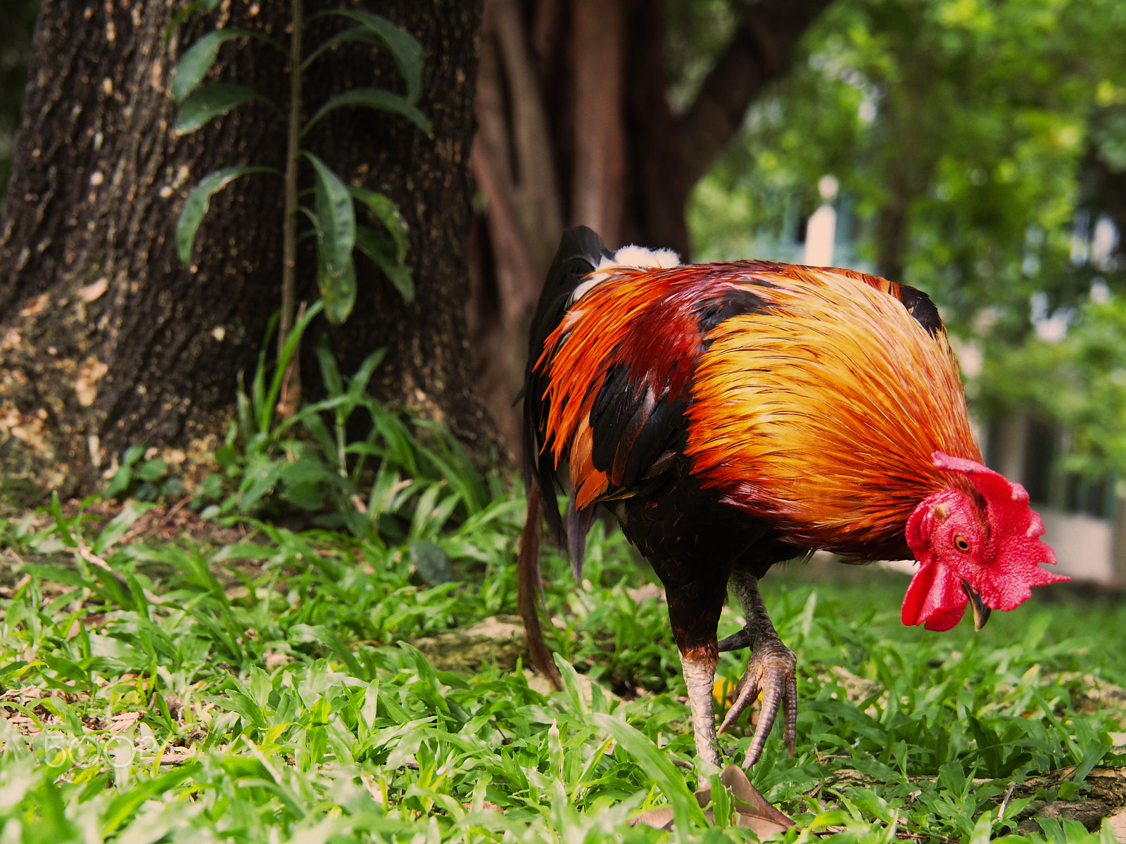 OLYMPUS M.14-150mm F4.0-5.6 II sample photo. Cock/rooster photography