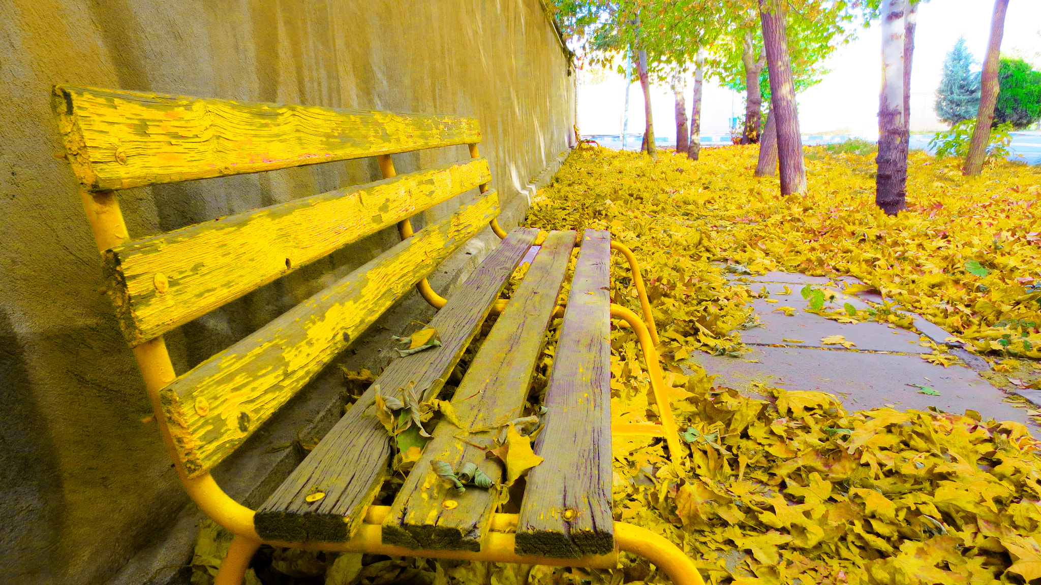 Canon IXUS 240 HS sample photo. Yellow autumn photography