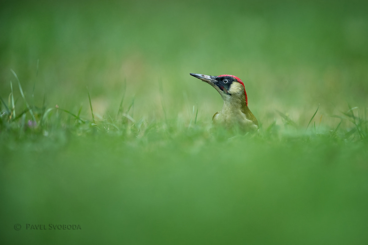 Nikon AF-S Nikkor 400mm F2.8E FL ED VR sample photo. Green woodpecker photography