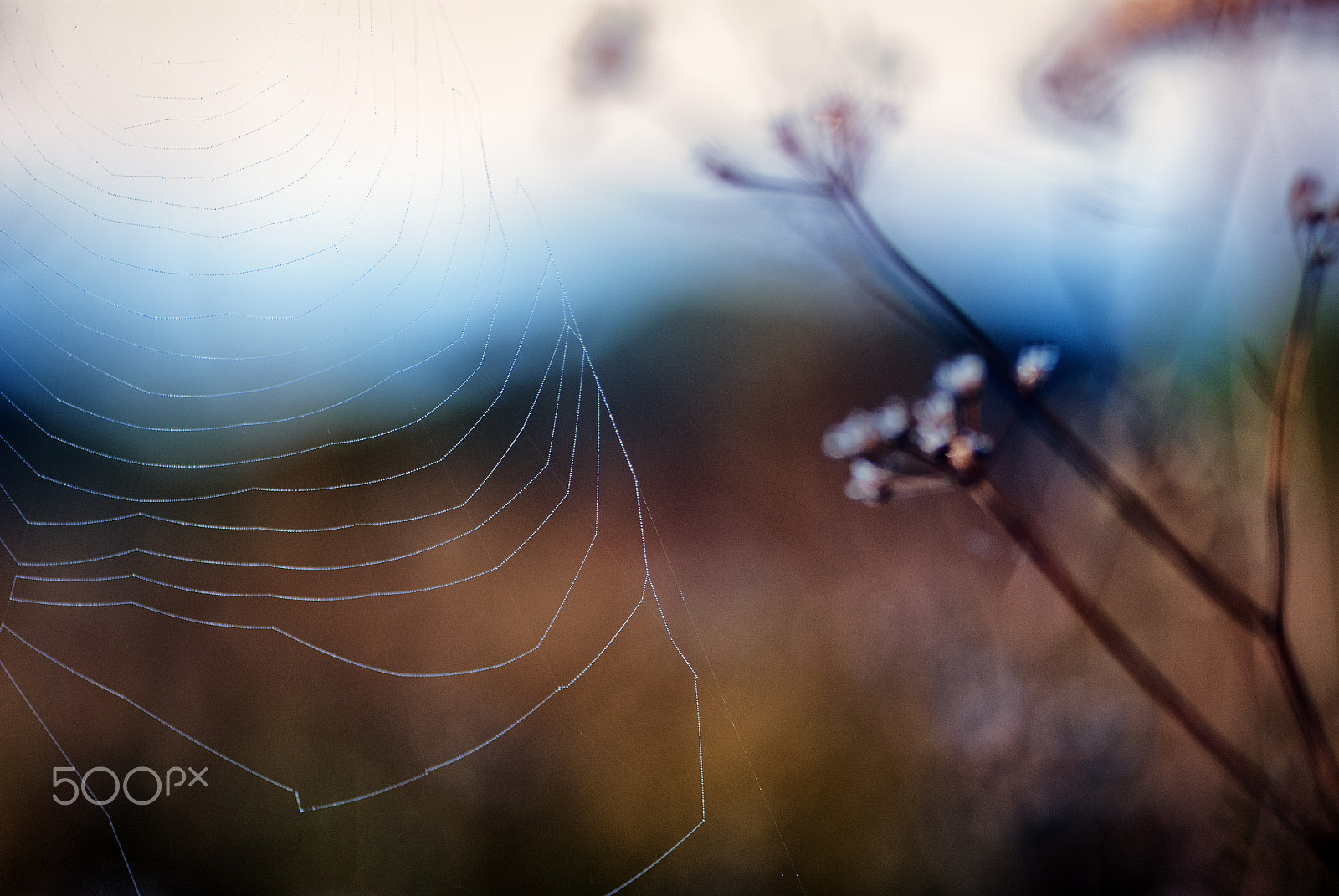Nikon AF-S Micro-Nikkor 105mm F2.8G IF-ED VR sample photo. Elegancia iii photography