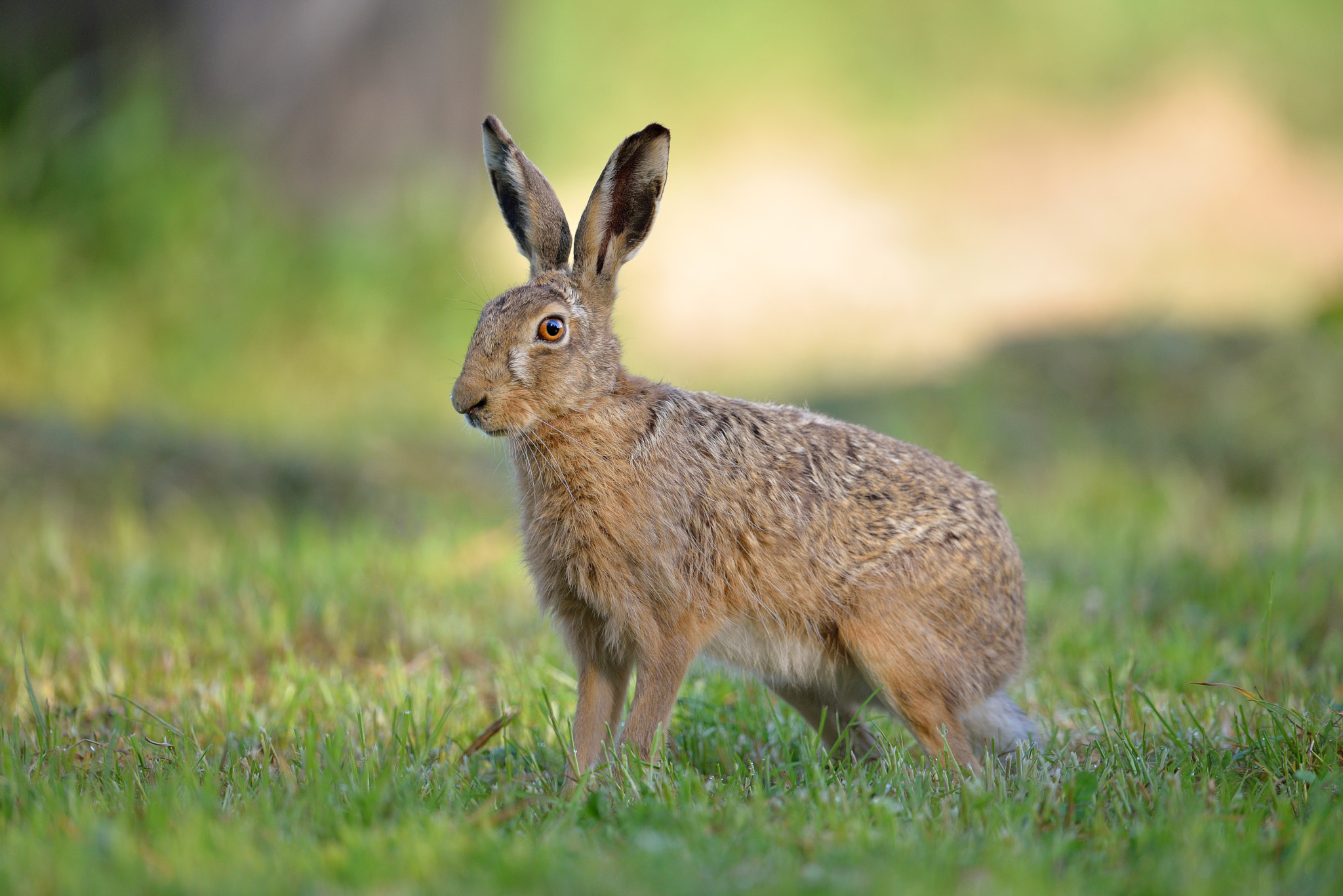 Nikon D610 + Nikon AF-S Nikkor 600mm F4G ED VR sample photo. Lievre photography