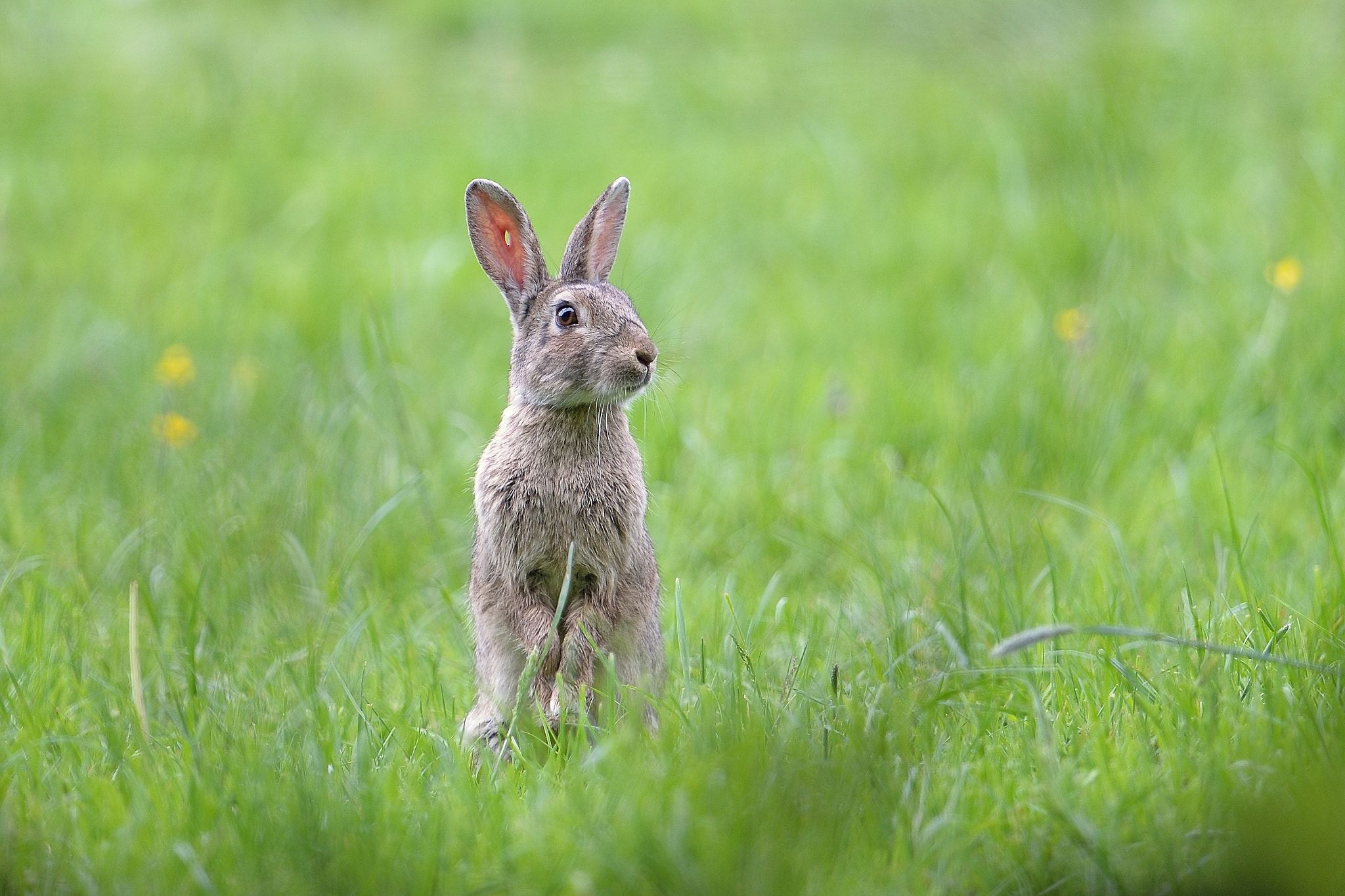 Nikon D610 + Nikon AF-S Nikkor 600mm F4G ED VR sample photo. Lapin photography