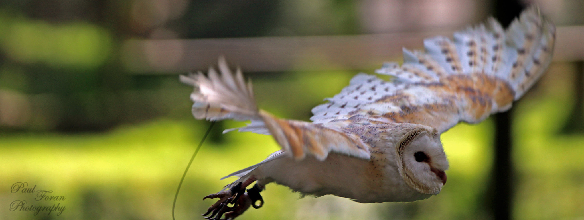 Canon EF 70-200mm F2.8L IS II USM sample photo. Gliding predator photography