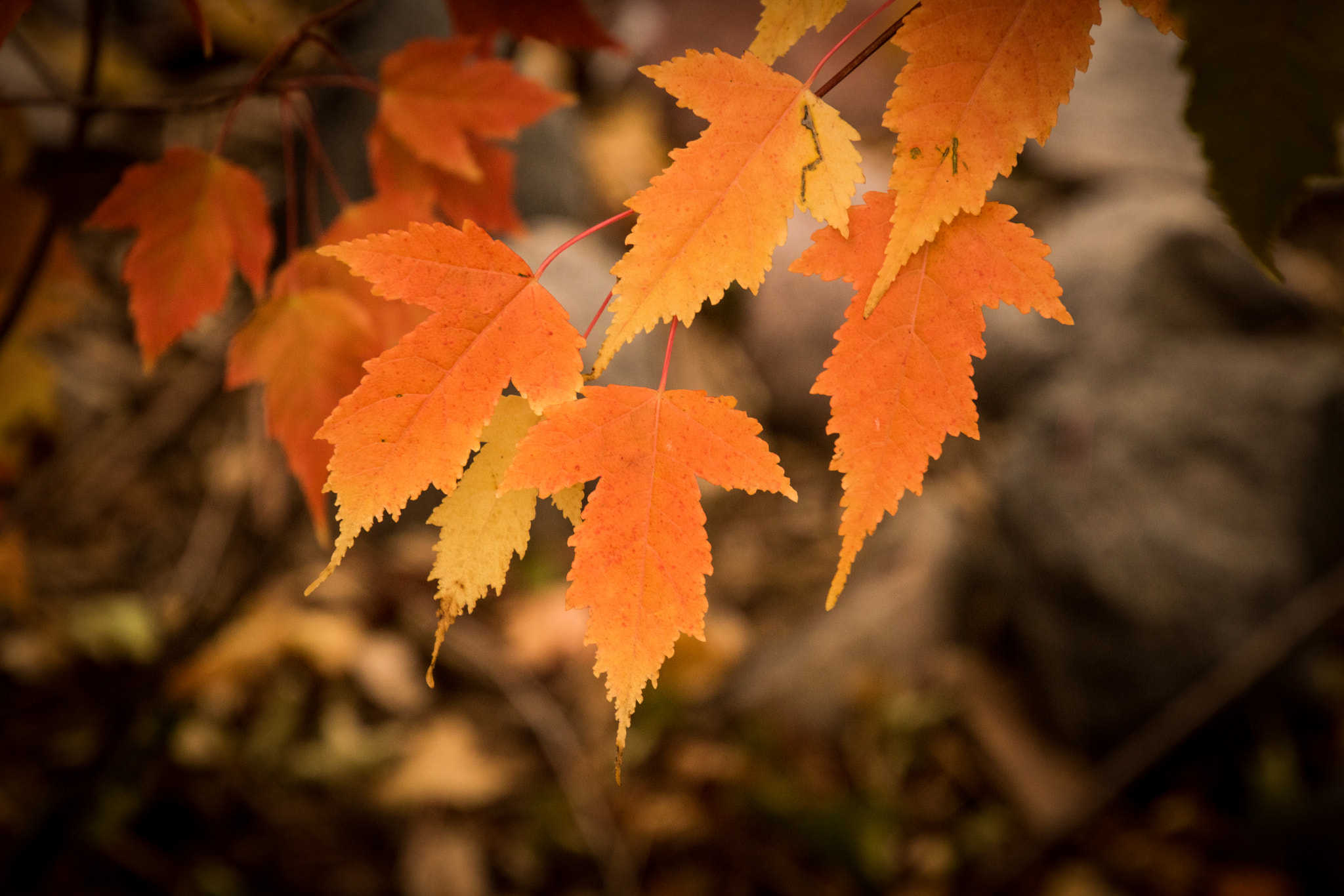 Canon EOS 760D (EOS Rebel T6s / EOS 8000D) sample photo. Small orange leaves photography