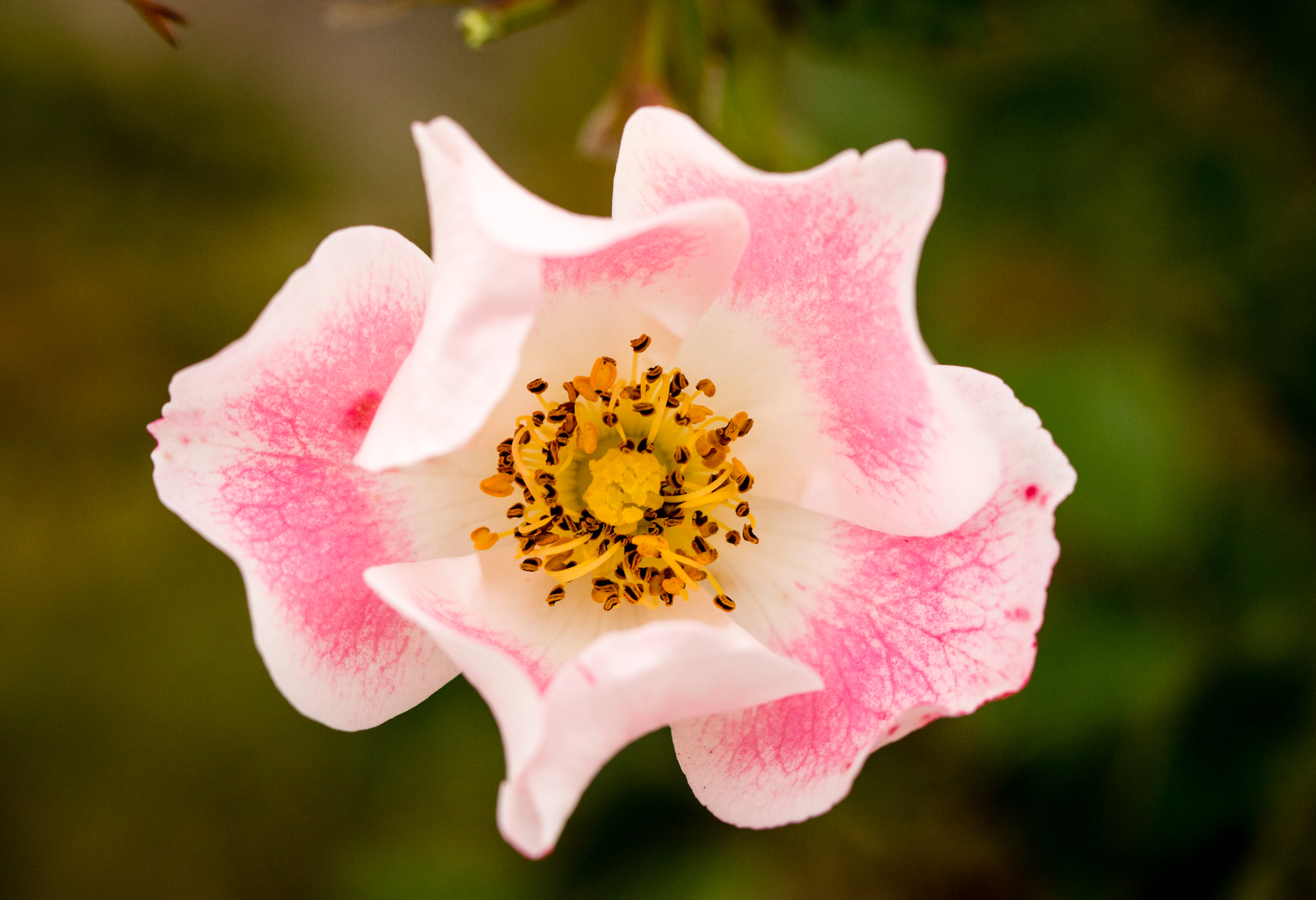 Canon EOS 760D (EOS Rebel T6s / EOS 8000D) sample photo. Yellow center pink flower photography