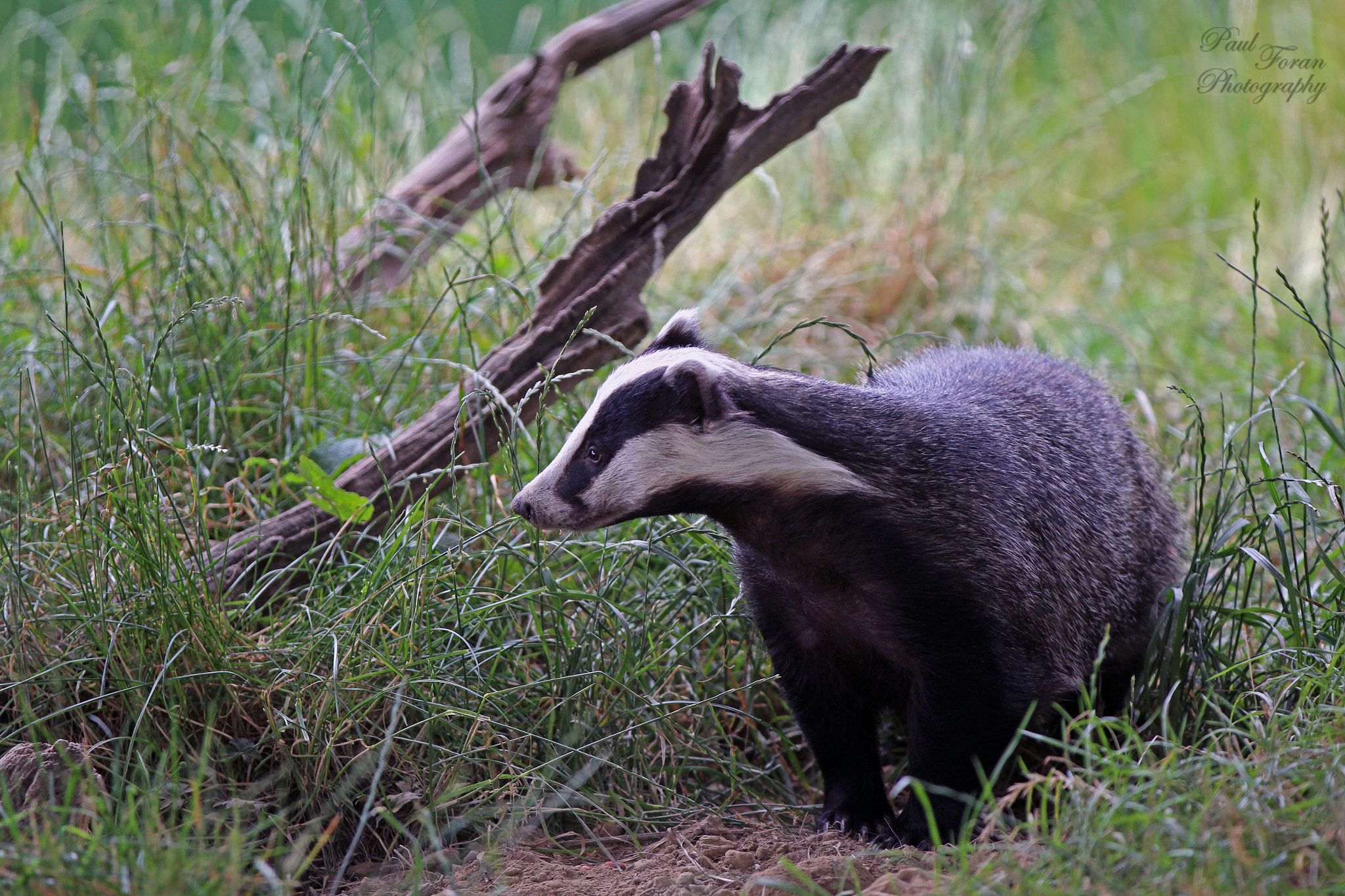 Canon EF 70-200mm F2.8L IS II USM sample photo. Hunting for food photography