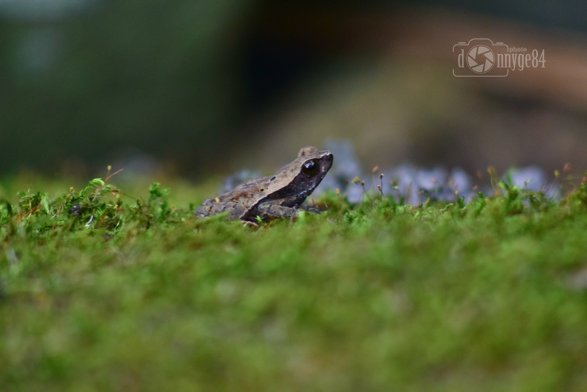 Nikon D5300 + AF Nikkor 70-210mm f/4-5.6 sample photo. Little frog photography