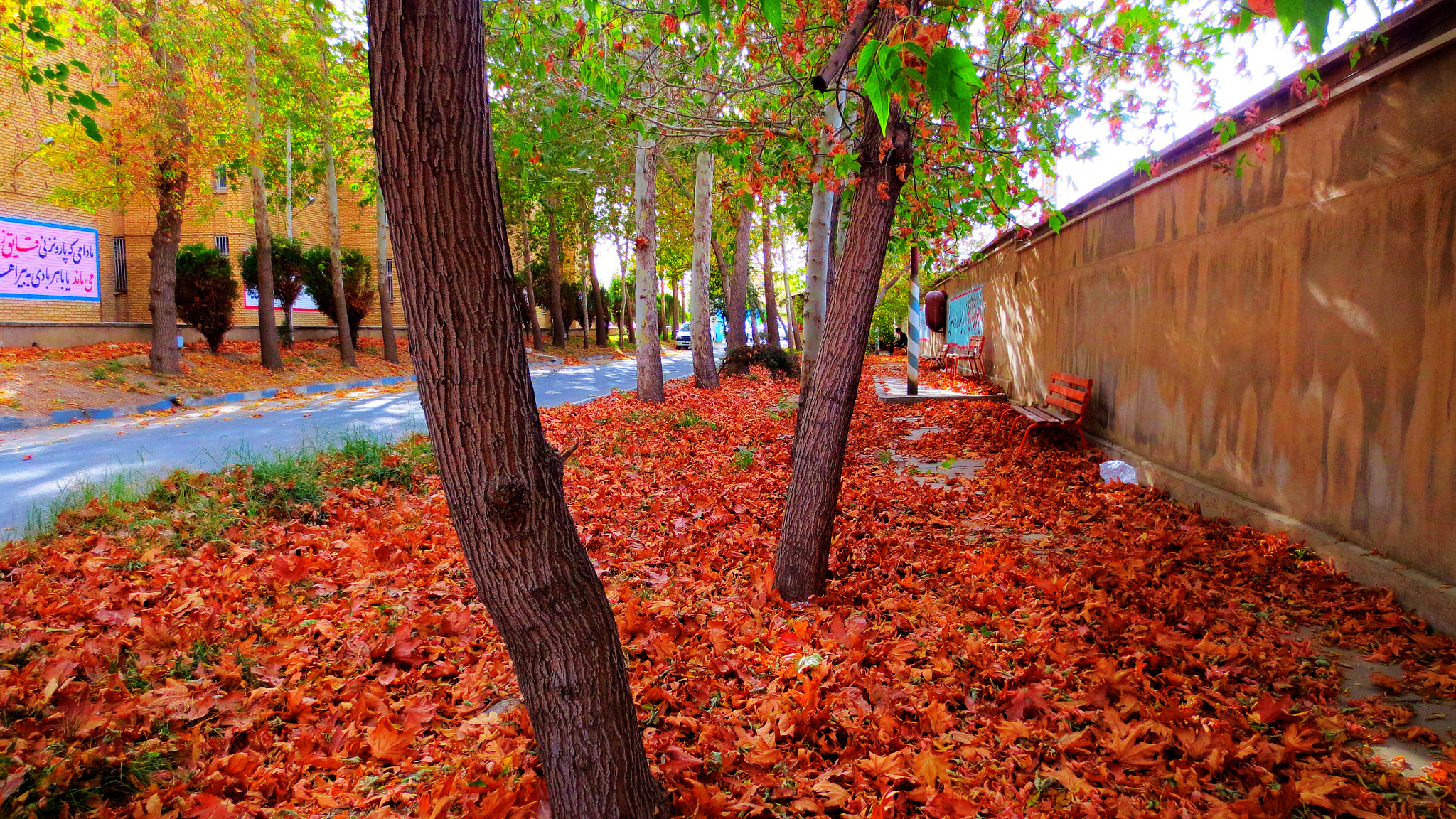 Canon IXUS 240 HS sample photo. Autumn is the best photography