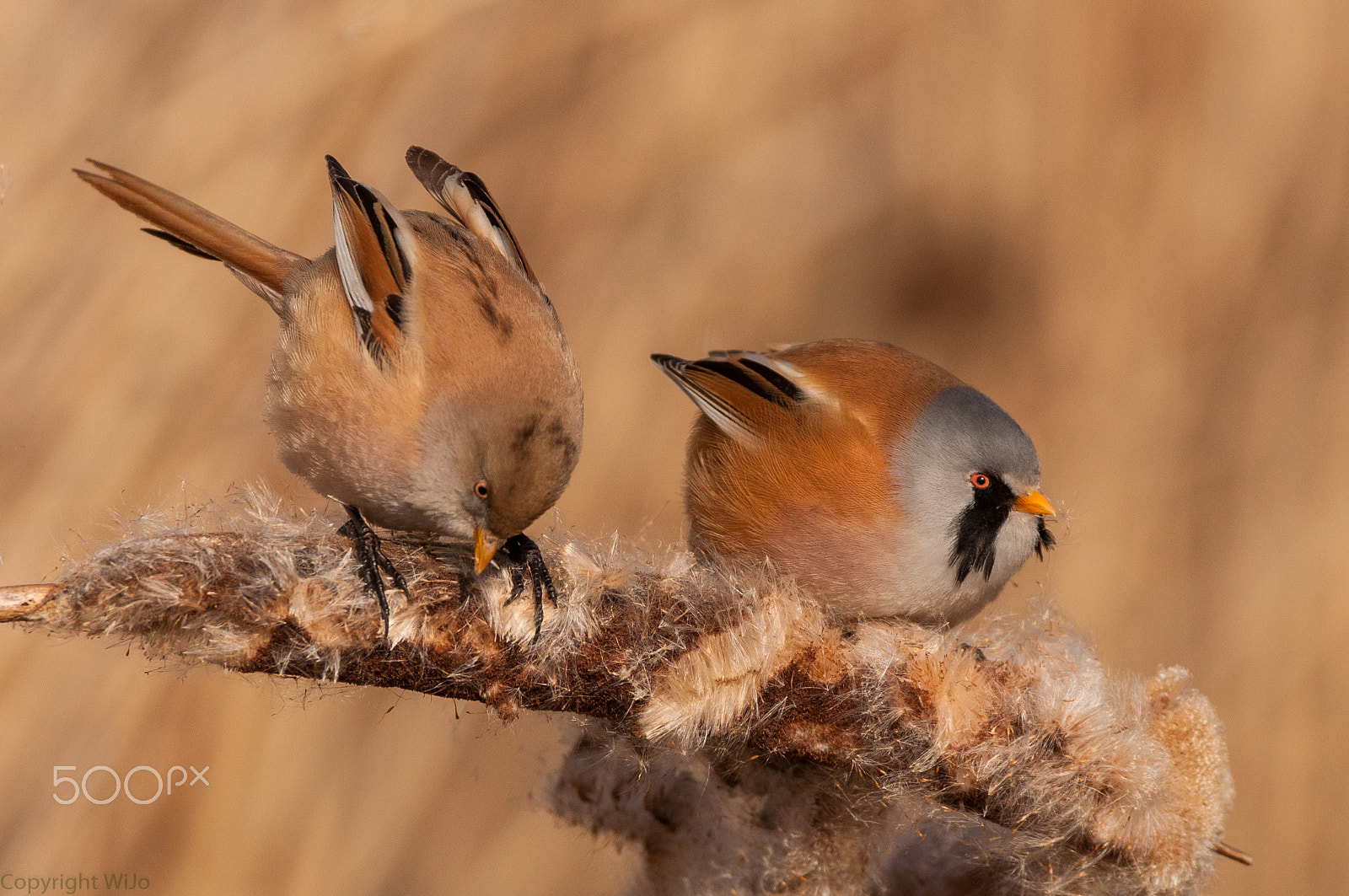 Sigma 150-600mm F5-6.3 DG OS HSM | C sample photo. Bearded reedling / baardman photography