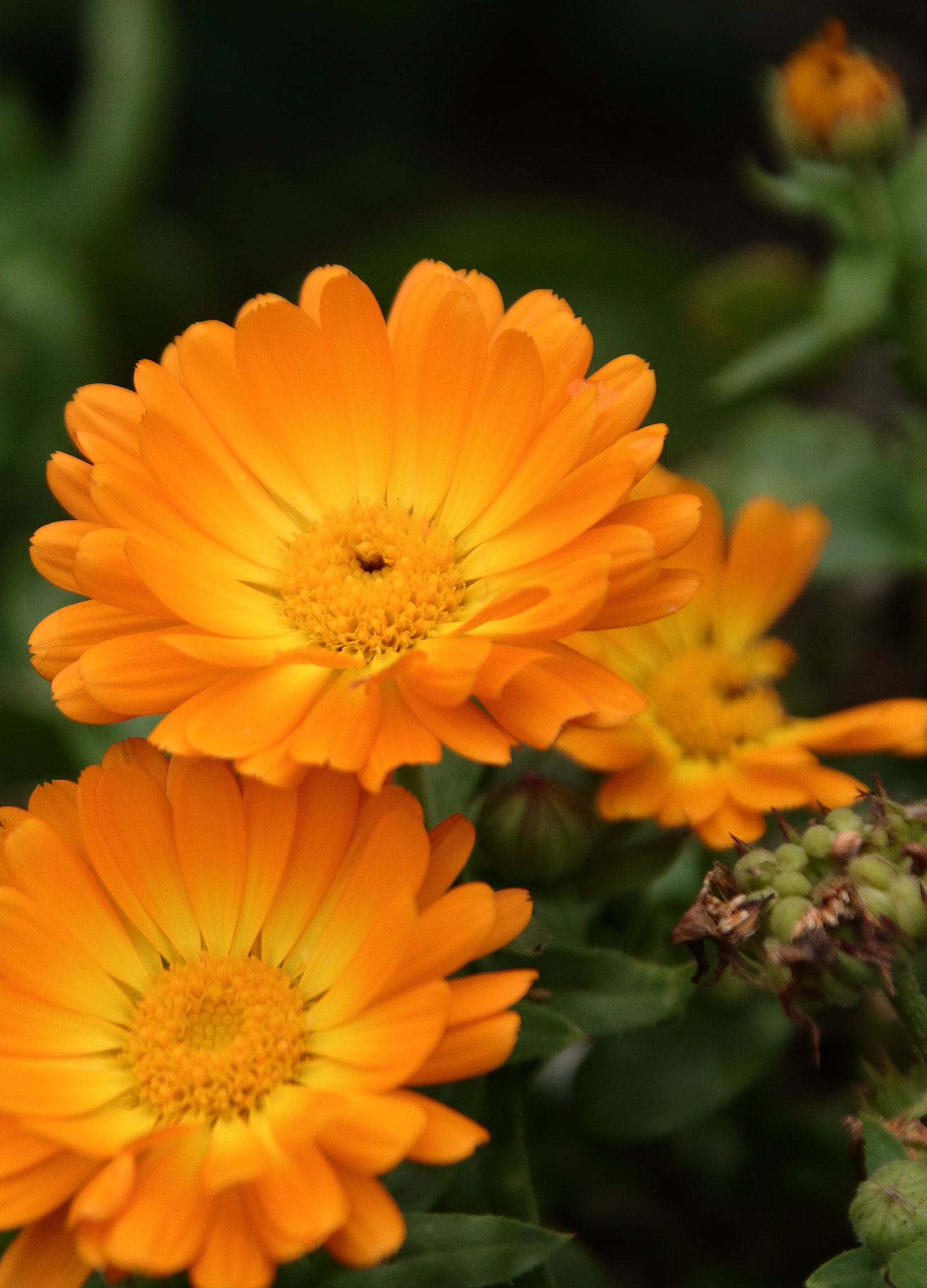 Canon EOS 5D Mark II + Tamron AF 28-300mm F3.5-6.3 XR Di LD Aspherical (IF) Macro sample photo. Marigold photography