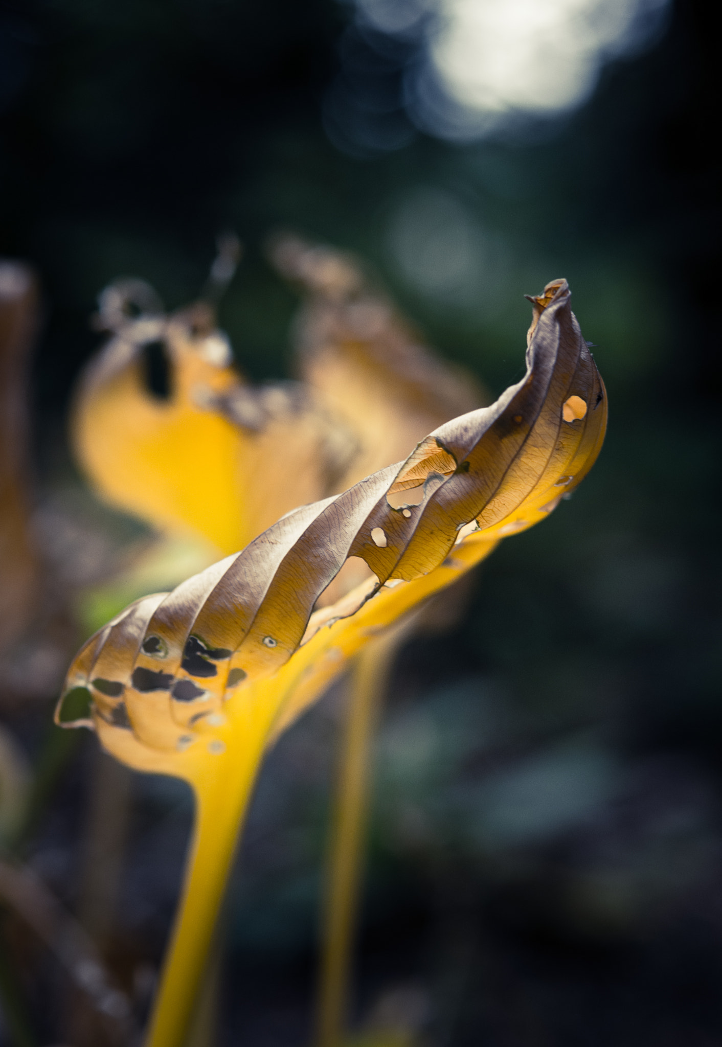 Nikon AF-S Micro-Nikkor 60mm F2.8G ED sample photo. Leaves and life photography