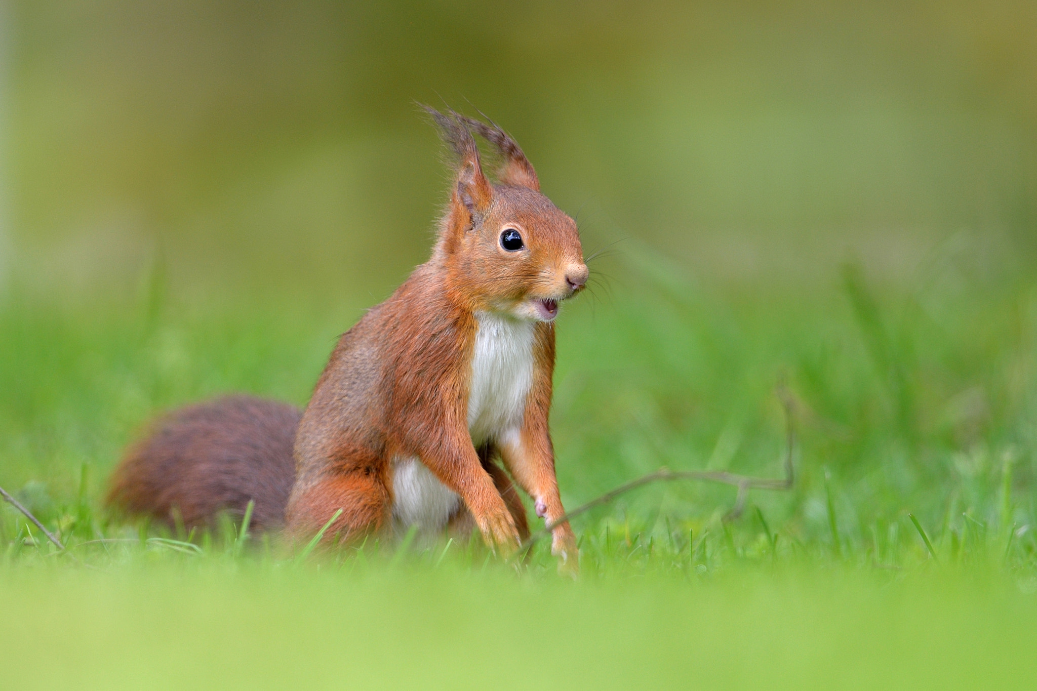 Nikon D610 + Nikon AF-S Nikkor 600mm F4G ED VR sample photo. Ecureuil photography