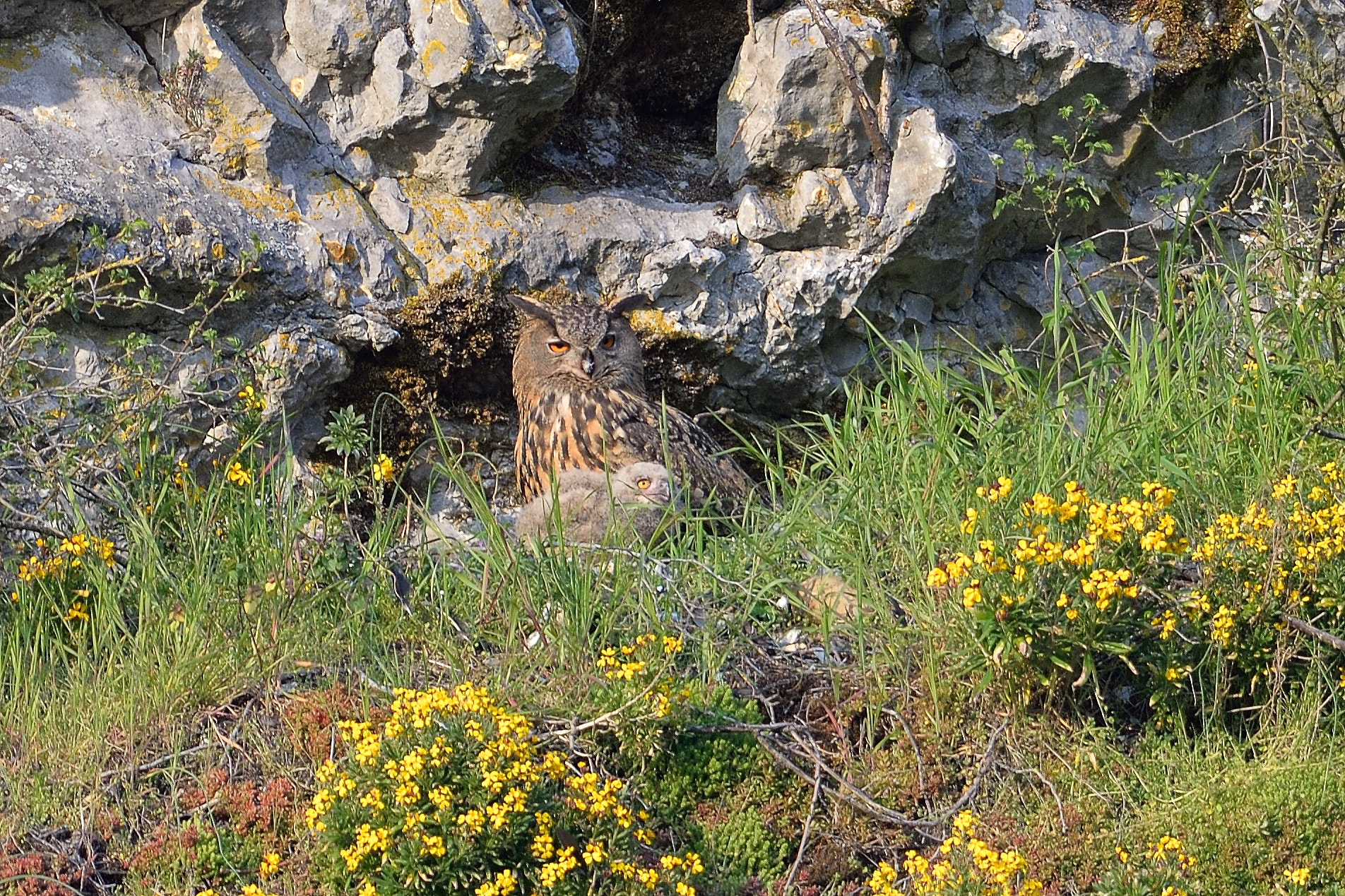 Nikon D610 + Nikon AF-S Nikkor 600mm F4G ED VR sample photo. Hibou grand duc photography