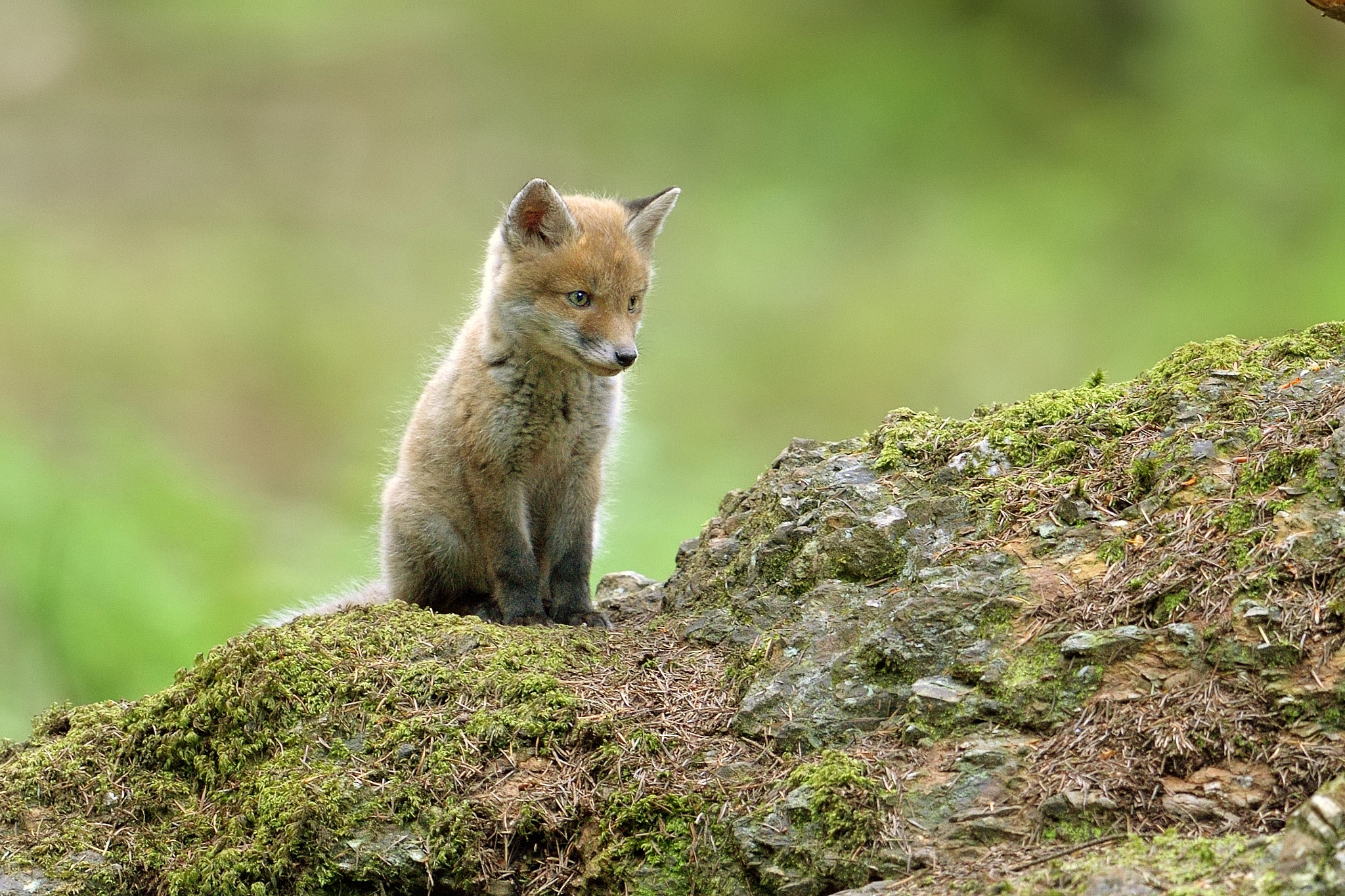 Nikon D610 + Nikon AF-S Nikkor 600mm F4G ED VR sample photo. Renardeau photography