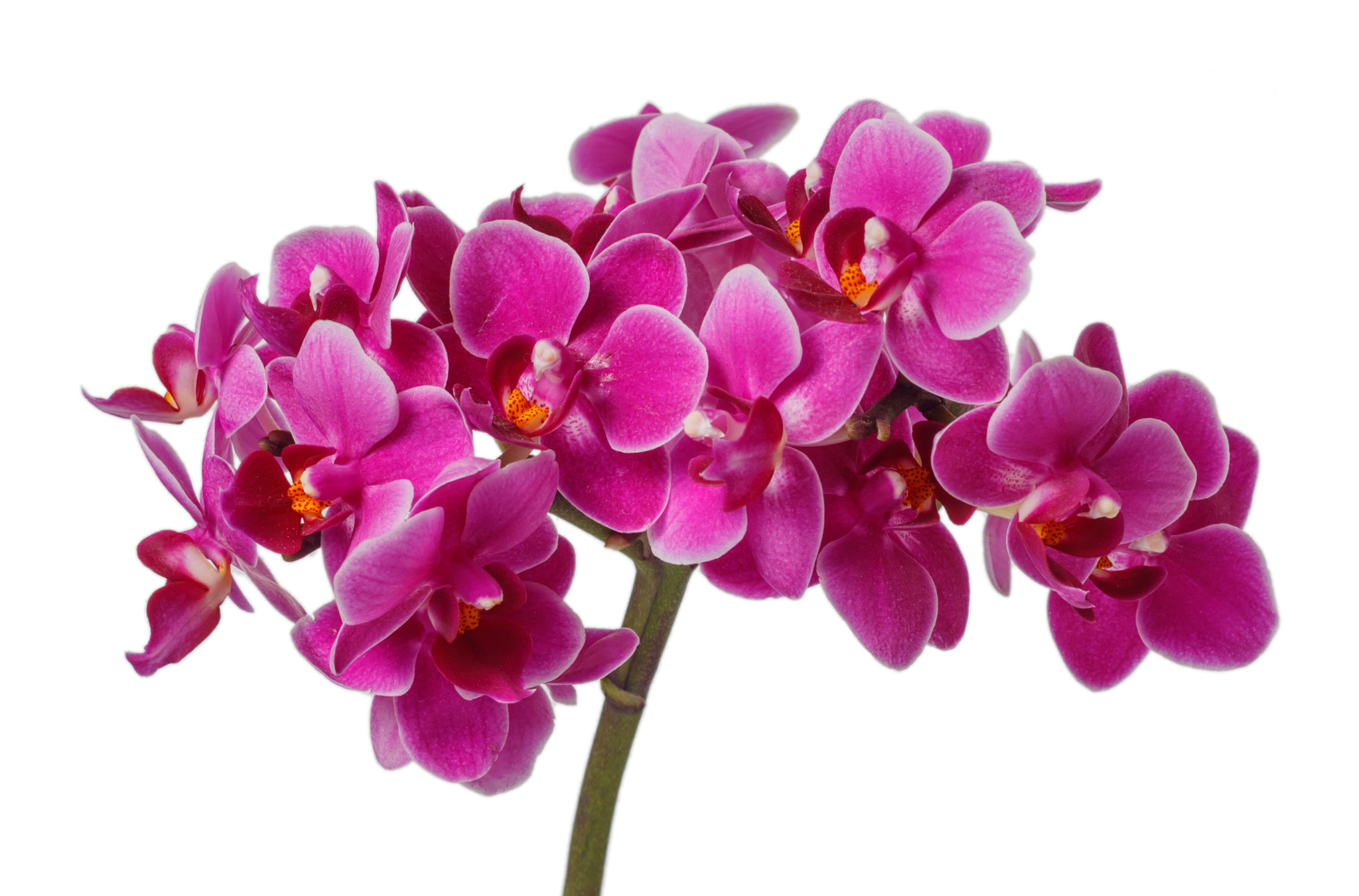 Canon EOS 760D (EOS Rebel T6s / EOS 8000D) + Canon EF 50mm F1.4 USM sample photo. Blooming pink orchid with many flowers photography