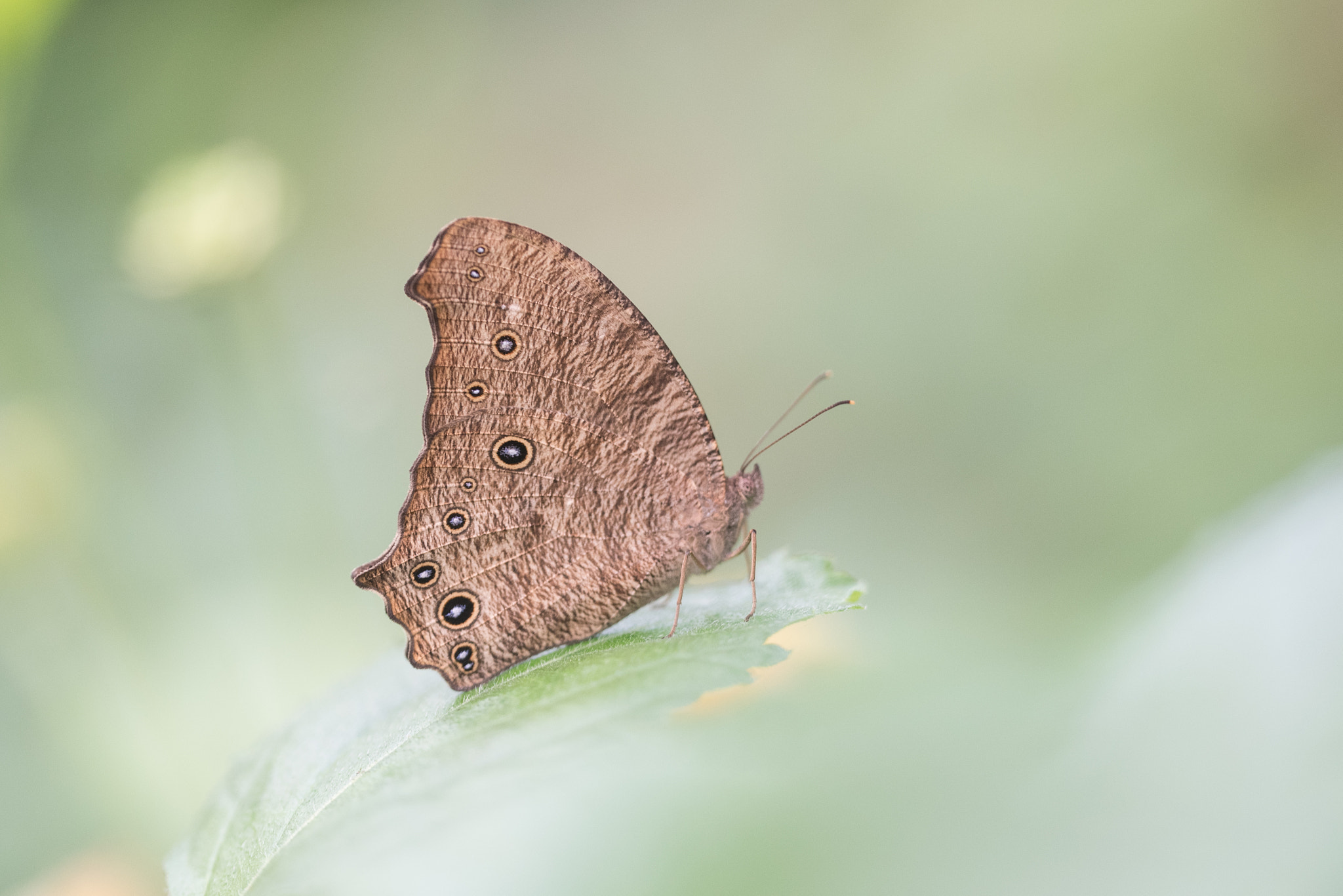 Sigma 150mm F2.8 EX DG OS Macro HSM sample photo. Melanitis butterfly photography