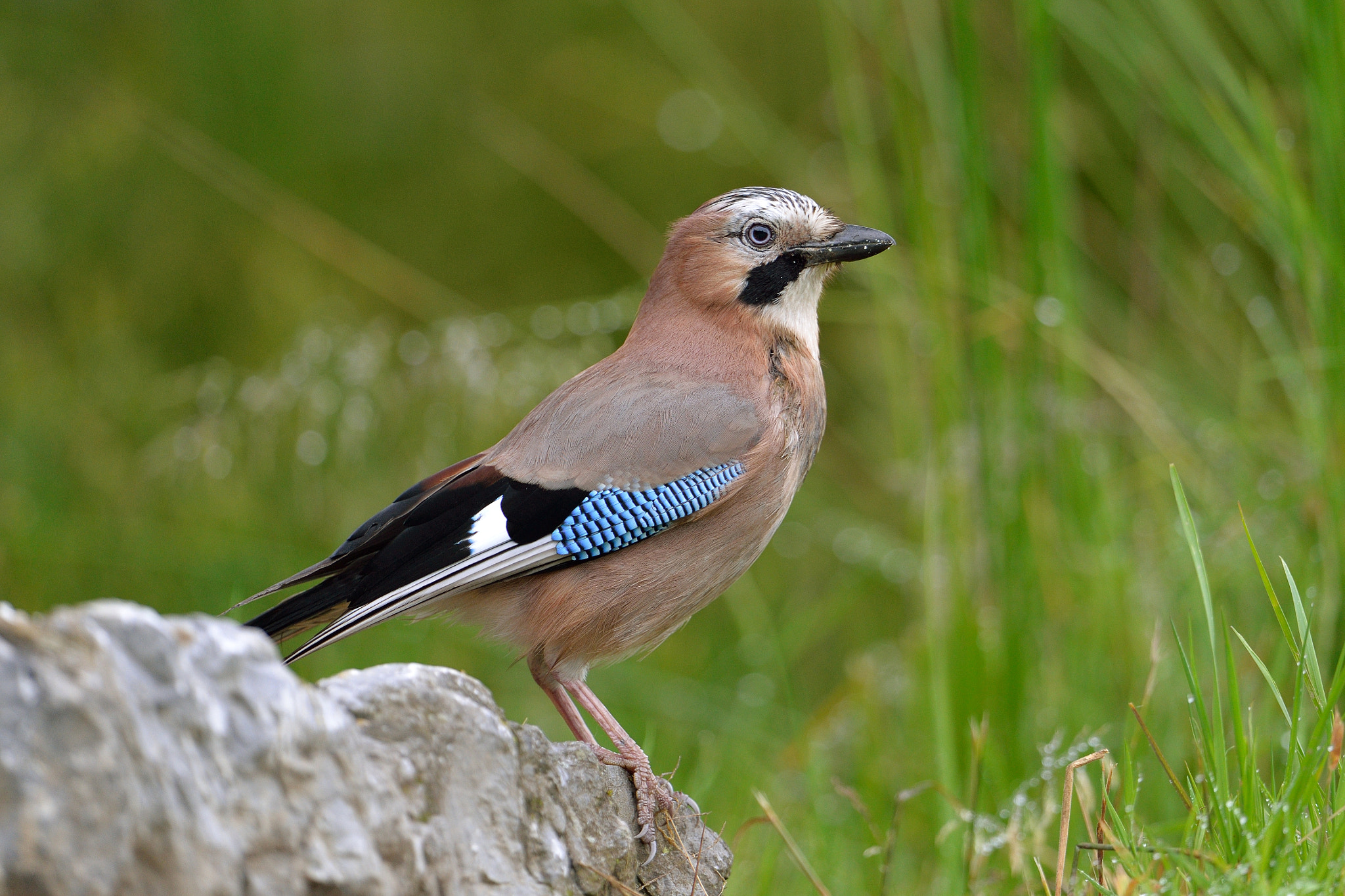 Nikon D610 + Nikon AF-S Nikkor 600mm F4G ED VR sample photo. Geai des chênes photography