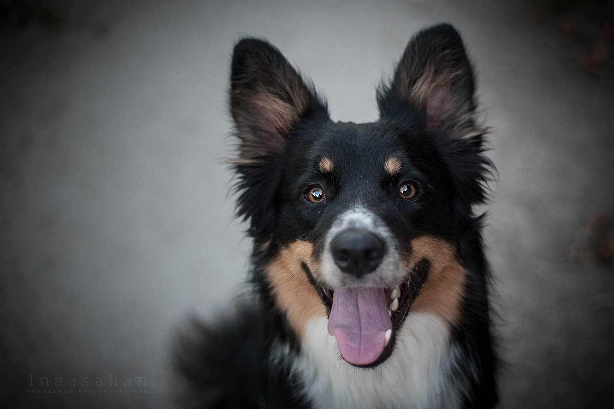 Canon EOS 30D + Canon EF 50mm f/1.8 sample photo. Sweet face photography