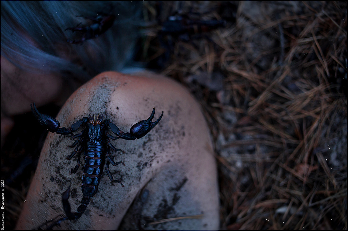 Canon EOS 5D Mark II + Canon EF 35mm F2 sample photo. Entomophobia photography