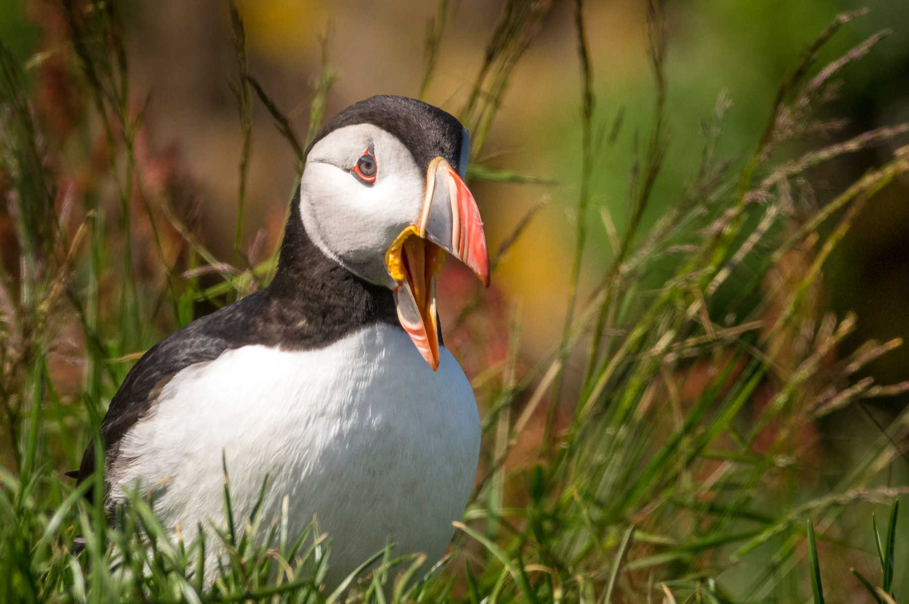 Pentax smc DA* 300mm F4.0 ED (IF) SDM sample photo. Iceland | here i'm the boss! photography