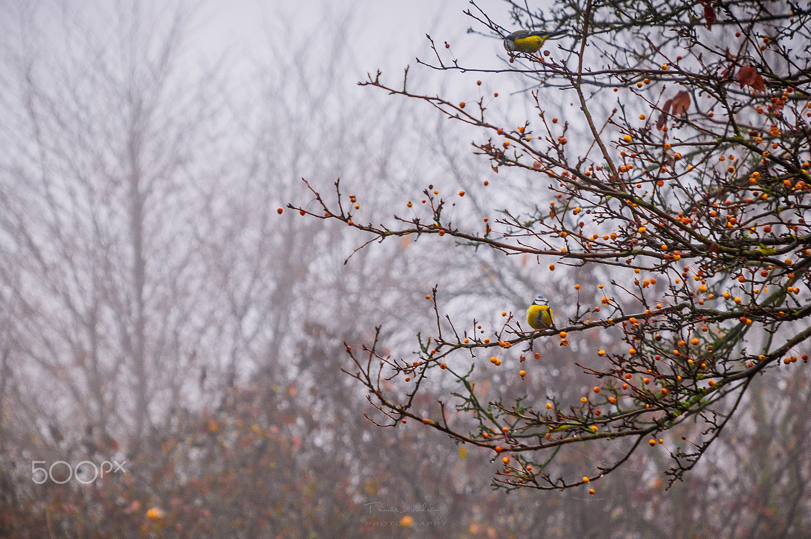 Nikon D40 sample photo. Birds photography