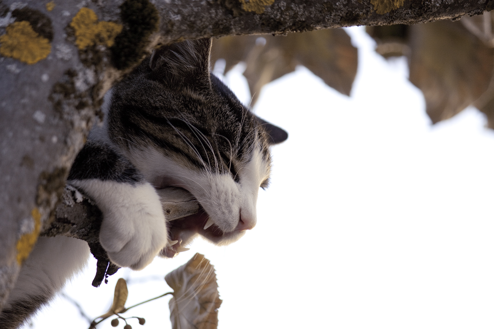 Canon EF-S 55-250mm F4-5.6 IS II sample photo. Biting kittens photography